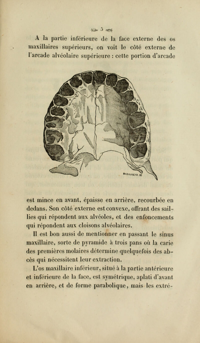 A la partie inlerieure de la face externe des os maxillaires siiperieurs, on voit le cole externe de I'arcade alveolaire superieure : cette portion d'arcade est mince en avant, epaisse en arriere, recourbee en dedans. Son c6te externe estconvexe, offrant des sail- lies qui repondent aux alveoles, et des enfoncements qui repondent aux cloisons alvcolaires. II est bon aussi de mentionner en passant le sinus maxillaire, sorte de pyramide a trois pans ou la carie des premieres molaires determine quelquefois des ab- ces qui necessitent leur extraction. L'os maxillaire inferieur, situe a la partie anterieure et inferieure de la face, est synie(ri(jue, aplati d'avant en arriere, et de forme parabolique, niais les extre-