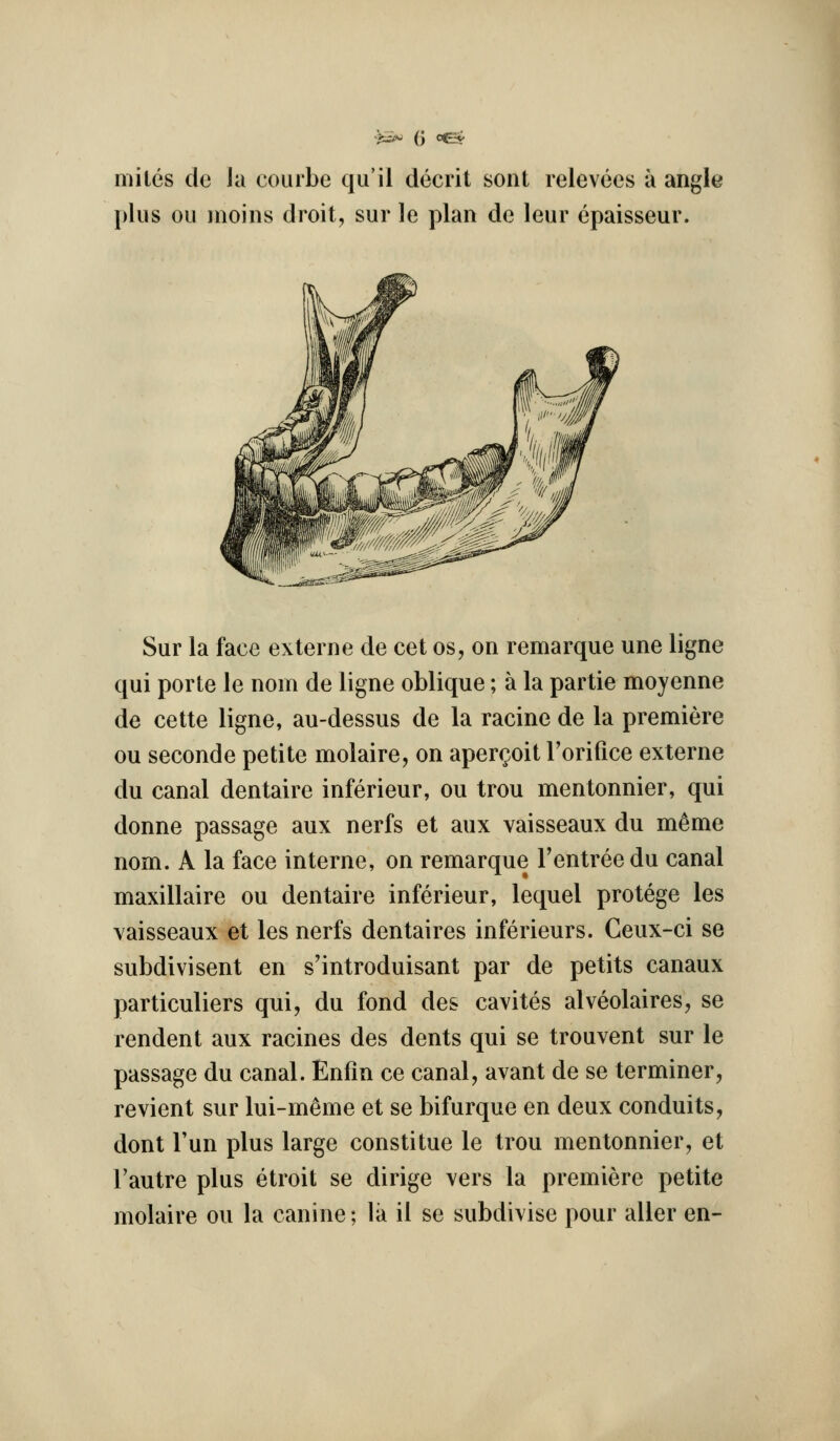 mites de la courbe qu'il decrit sont relevees a angle plus oil inoins droit, sur le plan de leur epaisseur. Sur la face externe de cet os, on remarque une ligne qui porte le nom de ligne oblique; a la partie moyenne de cette ligne, au-dessus de la racine de la premiere ou seconde petite molaire, on aper^oit Torifice externe du canal dentaire inferieur, ou trou mentonnier, qui donne passage aux nerfs et aux vaisseaux du m^me nom. A la face interne, on remarque I'entree du canal maxillaire ou dentaire inferieur, lequel protege les vaisseaux et les nerfs dentaires inferieurs. Geux-ci se subdivisent en s'introduisant par de petits canaux particuliers qui, du fond des cavites alveolaires, se rendent aux racines des dents qui se trouvent sur le passage du canal. Enfin ce canal, avant de se terminer, revient sur lui-meme et se bifurque en deux conduits, dont Tun plus large constitue le trou mentonnier, et Tautre plus etroit se dirige vers la premiere petite molaire ou la canine; la il se subdivise pour aller en-