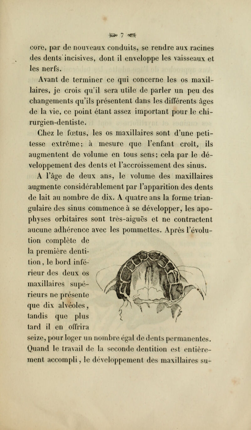 core, par de nouveaux conduits, se rendre aux racines des dents incisives, dont il enveloppe les vaisseaux et les nerfs. Avant de terminer ce qui concerne les os maxil- laires, je crois qu'il sera utile de parler un peu des changements qu'ils presentent dans les differents ages de la vie, ce point etant assez important pour le chi- rurgien-dentiste. Chez le foetus, les os maxillaires sent d'une peti- tesse extreme; a mesure que I'enfant croit, ils augmentent de volume en tous sens; cela par le de- veloppement des dents et Taccroissement des sinus. A I'age de deux ans, le volume des maxillaires augmente considcrablement par I'apparition des dents de lait au nombre de dix. A quatre ans la forme trian- gulaire des sinus commence a se developper, les apo- physes orbitaires sent tres-aigues et ne contractent aucune adherence avec les pommettes. Apres revolu- tion complete de la premiere denti- tion , le bord infe- rieur des deux os maxillaires supe- rieurs ne presente que dix alveoles, tandis que plus tard il en ofVrira seize, pour loger un nombre egal de dents permanentes. Quand le travail de hi seconde dentition est entiere- ment accompli, le developpomcnt des maxillaires su-