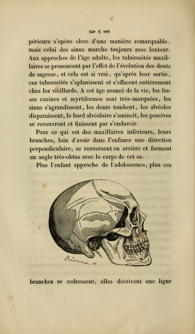 perieurs s'opere alors d'une maniere remarquable, mais celui des sinus marche toujours avec lenteur. Aux approches de I'age adulte, les tuberosites maxil- laires se prononcent par Teffet de revolution des dents de sagesse, et cela est si vrai, qu'apres leur sortie, ces tuberosites s'aplanissent et s'effacent entierement chez les vieillards. A cet age avance de la vie, les fos- ses canines et myrtiformes sont tres-marquees, les sinus s'agrandissent, les dents tombent, les alveoles disparaissent, le bord alveolaire s'amincit, les gencives se recouvrent et finissent par s'endurcir. Pour ee qui est des maxillaires inferieurs, leurs branches, loin d'avoir dans Tenfance une direction perpendiculaire, se renversent en arriere et ferment un angle tres-obtus avec le corps de cet os. Plus I'enfant approche de Tadolescence, plus ces branches se redressent, elles decrivent une ligne