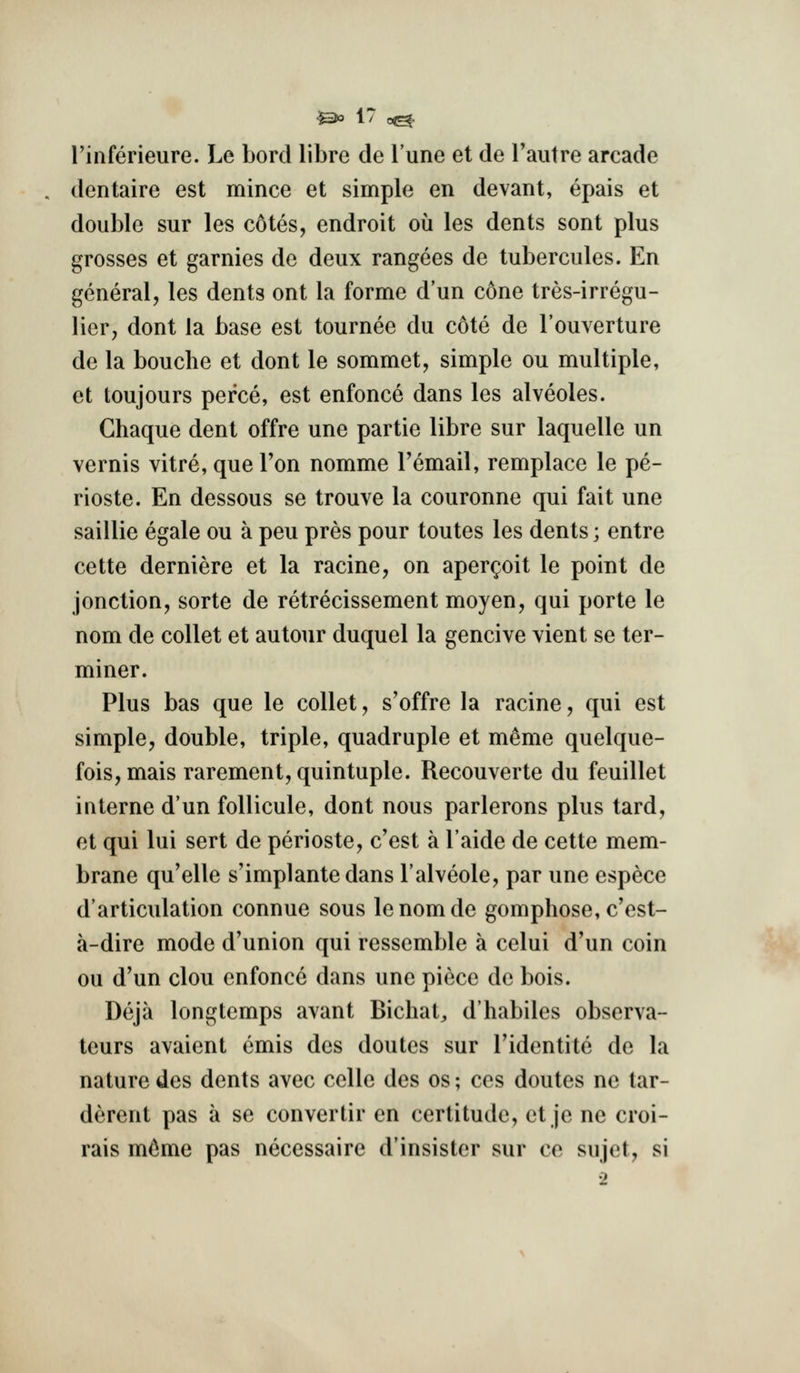 I'inferieure. Le bord libre de Tune et de Tautre arcade dentaire est mince et simple en devant, epais et double sur les cotes, endroit ou les dents sont plus grosses et garnies de deux rangees de tubercules. En general, les dents ont la forme d'un cone tres-irregu- licr, dont la base est tournee du cote de I'ouverture de la bouche et dont le sommet, simple ou multiple, et toujours perce, est enfonce dans les alveoles. Ghaque dent offre une partie libre sur laquelle un vernis vitre, quel'on nomme Temail, remplace le pe- rioste. En dessous se trouve la couronne qui fait une saillie egale ou a peu pres pour toutes les dents; entre cette derniere et la racine, on aper^oit le point de jonction, sorte de retrecissement moyen, qui porte le nom de collet et autour duquel la gencive vient se ter- miner. Plus bas que le collet, s'offre la racine, qui est simple, double, triple, quadruple et m^me quelque- fois,mais rarement, quintuple. Recouverte du feuillet interne d'un follicule, dont nous parlerons plus tard, et qui lui sert de perioste, c'est a I'aide de cette mem- brane qu'elle s'implante dans I'alveole, par une espece d'articulation connue sous lenomde gomphose, c'est- a-dire mode d'union qui ressemble a celui d'un coin ou d'un clou enfonce dans une piece de bois. Deja longtemps avant Bichat^ d'habiles observa- teurs avaient emis des doutes sur Tidentite de la nature des dents avec celle des os; ces doutes no tar- derent pas a se convertir en certitude, et je ne croi- rais m6me pas necessaire d'insister sur ce sujet, si