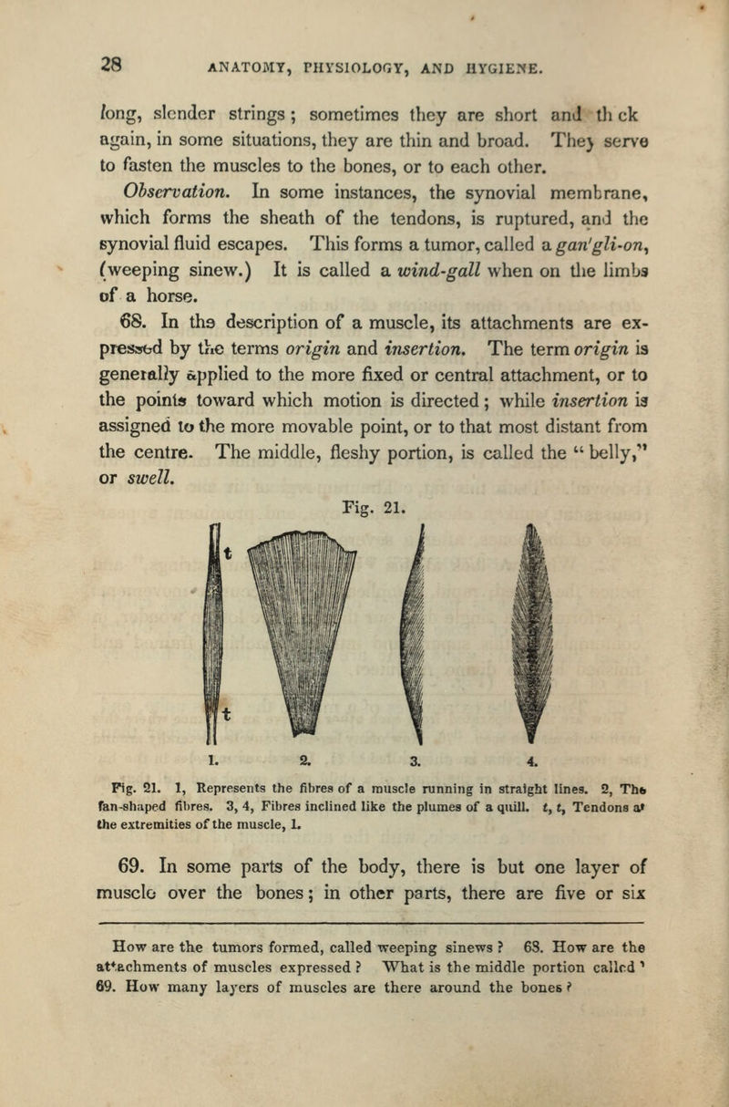 /ong, slender strings; sonfietinncs they are short and ih ck again, in some situations, they are thin and broad. The) serve to fasten the muscles to the bones, or to each other. Observation. In some instances, the synovial membrane, which forms the sheath of the tendons, is ruptured, and the synovial fluid escapes. This forms a tumor, called a gan'gli-on, (weeping sinew.) It is called a wind-gall when on tlie limbs of a horse. 68. In the description of a muscle, its attachments are ex- presarbd by the terms origin and insertion. The term origin is generaliy applied to the more fixed or central attachment, or to the points toward which motion is directed; while insertion is assigned to the more movable point, or to that most distant from the centre. The middle, fleshy portion, is called the  belly,'* or swell. Fig. 21. Pig. 21. 1, Represents the fibres of a muscle running in straight lines. 2, Th* Tan-sliaped fibres. 3, 4, Fibres inclined like the plumes of a quill, t, t, Tendons a» the extremities of the muscle, 1. 69. In some parts of the body, there is but one layer of musclo over the bones; in other parts, there are five or six How are the tumors formed, called weeping sinews ? 68. How are the at*.achments of muscles expressed ? What is the middle portion called ' 69. How many layers of muscles are there around the bones ?