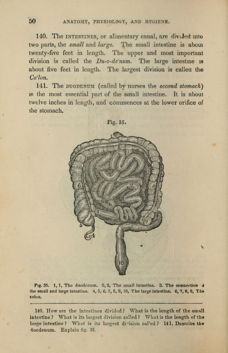 140. The INTESTINES, or alimentary canal, are diviJed mto two parts, the small and large. The small intestine is aboui twenty-five feet in length. The upper and most important division is called the Du-o-de'niim. The large intestme is about five feet in length. The largest division is callea the Co'lon. 141. The DUODENUM (called by nurses the second stomach) IS the most essential part of the small intestine. It is about twelve inches in length, and commences at the lower orifice of the stomach. Fig. 35. Ftg. 35. 1,1, The duodenum. 2, 2, The small intestine. 3. The connection >l the small and large intestine. 4, 5, 6. 7, 8, 9, 10, The large intestine. 6, 7, 8, 9, Tfie colon. 140. How are the intestines divided ? What is the length of the small intestine ? What is its largest division called ? What is the length of the large intestine ? What is its largest dfision cal'ed ? 141. Describe tbe duodenum. Explain fig. 35.