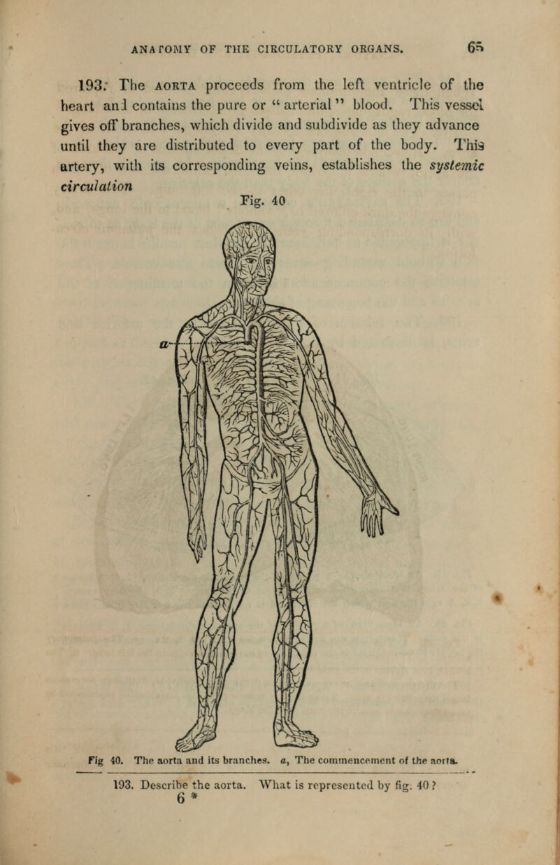 193. The AORTA proceeds from the left ventricle of the heart an J contains the pure or  arterial blood. This vessel gives off branches, which divide and subdivide as they advance until they are distributed to every part of the body. This artery, with its corresponding veins, establishes the systemic circulation Fig. 40 Fig 40. The aorta and its branches, a, The commencement of the aorta. 193. Describe the aorta. What is represented by fig. 40 ? 6*