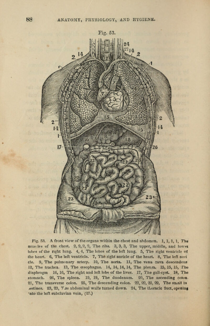 Fig. 63. Fij?. 53. A front view of the organs within the chest and abdorasn. 1, 1, 1, 1, Tin musdes of the chest. 2,2,2,2, The ribs. 3,3,3, The upper, middle, and lower lobes of the right King. 4, 4, The lobes of the left lung. 5, The right ventricle oi the heart. 6, The left ventricle. 7, The right auricle of the heart. 8, The left ami c!e. 9, The pulmonary artery. 10, The aorta. 11, The vena cava descendeus 12, The trachea. 13, The oesophagus. 14, 14, 14, 14, The pleu/a. 15, 15, 15, The diaphragm 16, 16, The right and left lobe of the liver. 17, The gall-cysL 18, Th« stomach. 26, The spleen. 19, 19, The duodenum. 20, The ascending colon. 21, The transverse colon. 25, The descending colon. 22, 22, 22, 22, The small in 4;stines. 23, 23, Tile abdominal walls turned down. 24, The thoracic iuct, opening •nto the left subclavian vein, (27.)