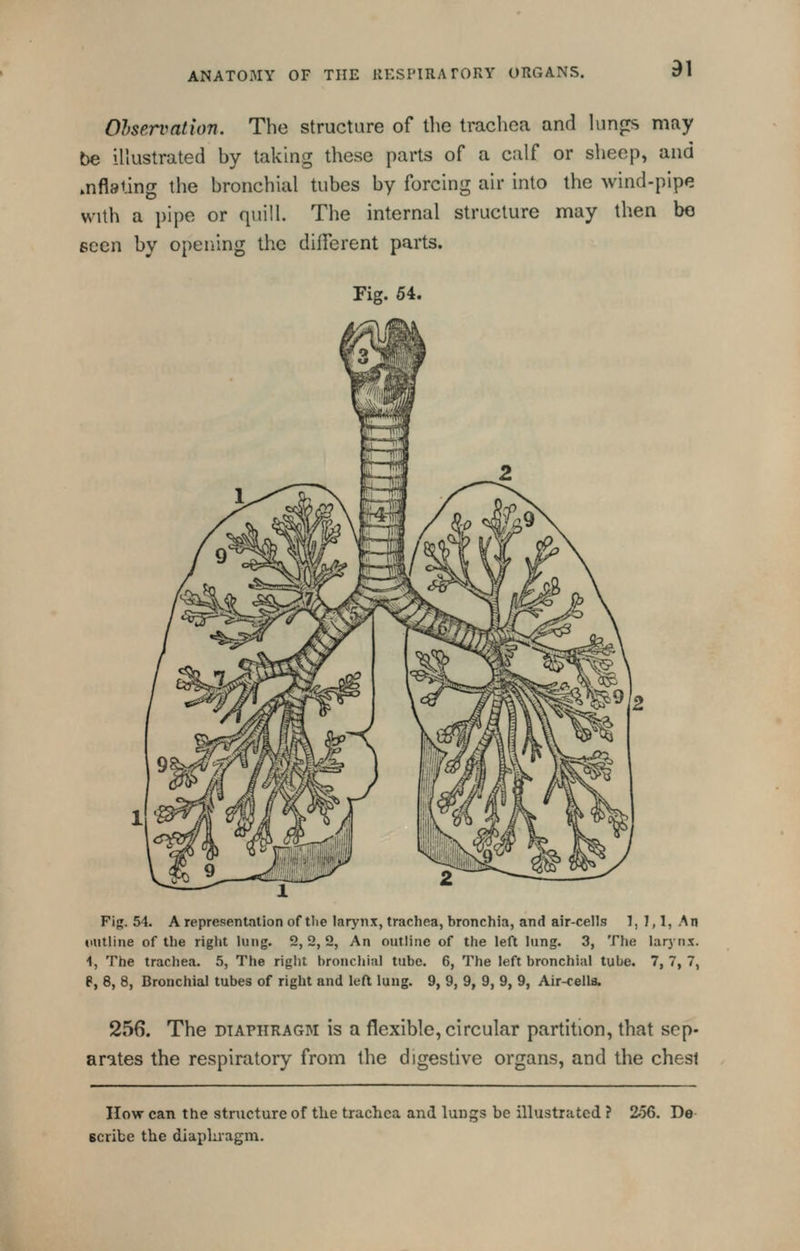 d1 Ohservalion. The structure of the trachea and lunfrs nifiy be illustrated by taking these parts of a calf or sheep, and inflating the bronchial tubes by forcing air into the wind-pipe with a pipe or quill. The internal structure may then be seen by opening the different parts. Fig. 64. Pig. 54. A representation of tlie larynx, trachea, bronchia, and air-cells 1, 1,1, An outline of the right lung. 2, 2, 2, An outline of the left lung. 3, The lar}'nx. 4, The trachea. 5, The right bronchial tube. 6, The left bronchial tube. 7, 7, 7, e, 8, 8, Bronchial tubes of right and left lung. 9, 9, 9, 9, 9, 9, Air-cells. 256. The diaphragm is a flexible, circular partition, that sep- arates the respiratory from the digestive organs, and the chest Ilovr can the structure of the trachea and lungs be illustrated ? 2o6. De scribe the diaphragm.