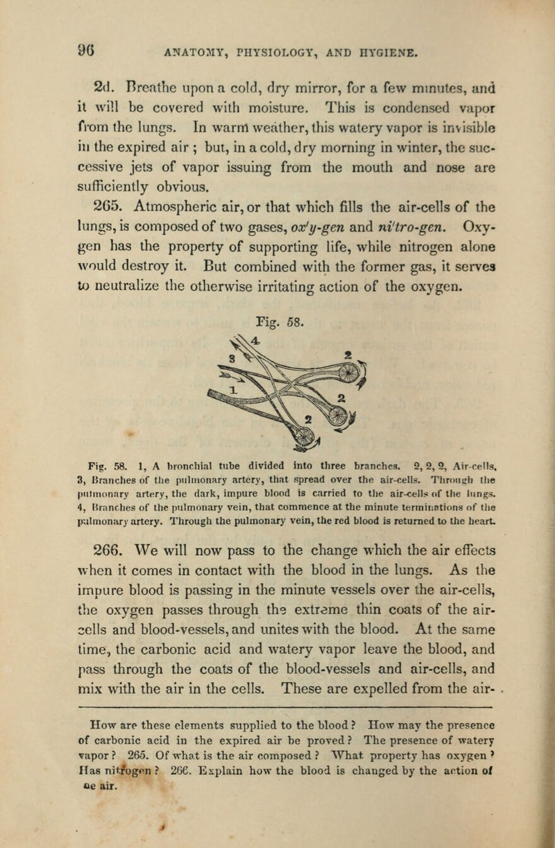 2(1. Breathe upon a cold, dry mirror, for a few minutes, and it will be covered with moisture. This is condensed vapor from the lungs. In warm weather, this watery vapor is invisible in the expired air ; but, in a cold, dry morning in winter, the suc- cessive jets of vapor issuing from the mouth and nose are sufficiently obvious. 265. Atmospheric air, or that which fills the air-cells of the lungs, is composed of two gaises, ox'y-gen and ni'tro-gen. Oxy- gen has the property of supporting life, while nitrogen alone would destroy it. But combined with the former gas, it serves to neutralize the otherwise irritating action of the oxygen. Fig. 58. Fig. 58. 1, A bronchial tube divided into three branches. 2, 2,3, Air-cells, 3, Branches of tlie piihiionary artery, that spread over the air-cells. Throiiirh the pulmonary artery, the dark, impure blood is carried to tiie air-cells of the lungs. 4, Branches of the pulmonary vein, that commence at the minute terminations of the pulmonary artery. Through the pulmonary vein, the red blood is returned to the heart. 266. We will now pass to the change which the air effects when it comes in contact with the blood in the lungs. As the impure blood is passing in the minute vessels over the air-cells, the oxygen passes through the extreme thin coats of the air- cells and blood-vessels, and unites with the blood. At the same time, the carbonic acid and watery vapor leave the blood, and pass through the coats of the blood-vessels and air-cells, and mix with the air in the cells. These are expelled from the air- How are these elements supplied to the blood ? How may the presence of carbonic acid in the expired air be proved ? The presence of watery vapor ? 265. Of what is the air composed ? What property has oxygen ' Has nitfogen ? 266. Explain how the blood is changed by the action of oe air.