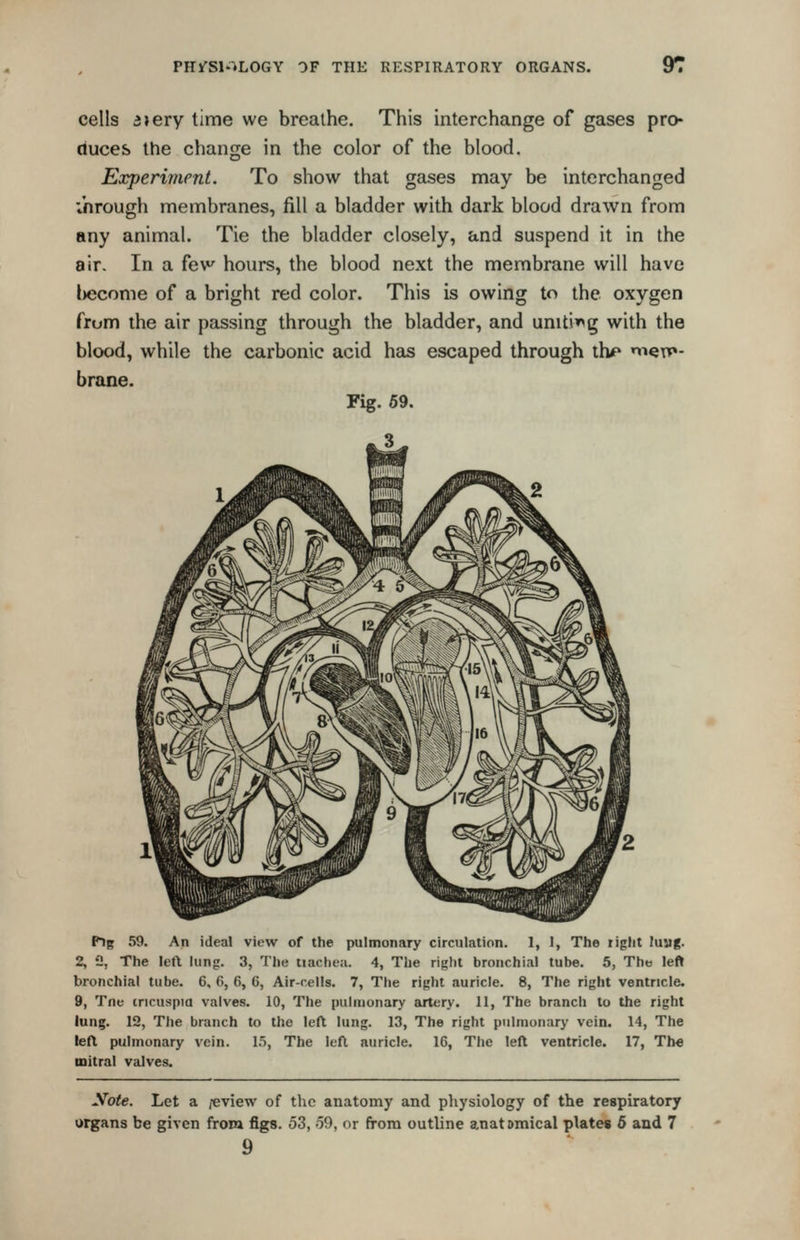 cells 3»ery time we breathe. This interchange of gases pro* duces the change in the color of the blood. Experiment. To show that gases may be interchanged ;hrough membranes, fill a bladder with dark blood drawn from any animal. Tie the bladder closely, and suspend it in the air. In a fev^ hours, the blood next the membrane will have l)ecome of a bright red color. This is owing to the oxygen from the air passing through the bladder, and uniti^^g with the blood, while the carbonic acid has escaped through llv m^ir*- brane. Fig. 69. Pig 59. An ideal view of the pulmonary circulation. 1, 1, The light luag. 2, 2, The left lung. 3, The liachea. 4, The right bronchial tube. 5, The left bronchial tube. 6, 6, 6, 6, Air-rells. 7, Tiie right auricle. 8, The right ventricle. 9, Tne tncuspia valves. 10, The pulmonary artery. 11, The branch to the right lung. 12, The branch to the left lung. 13, The right pulmonary vein. 14, The left pulmonary vein. 1.5, The left auricle. 16, The left ventricle. 17, The mitral valves. yote. Let a /-eview of the anatomy and pliysiology of the respiratory organs be given frora figs. 53, 59, or from outline anatomical plates 6 and 7 9