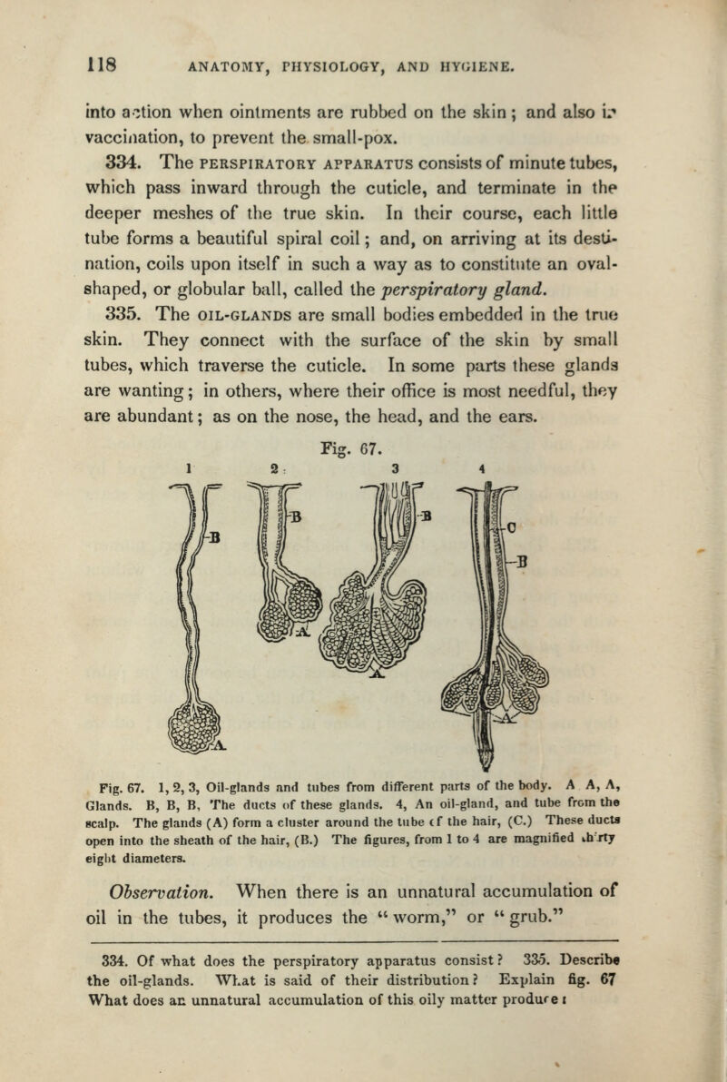 into a-'jtion when ointments are rubbed on the skin; and also u« vaccination, to prevent the small-pox. 334. The perspiratory apparatus consists of minute tubes, which pass inward through the cuticle, and terminate in the deeper meshes of the true skin. In their course, each little tube forms a beautiful spiral coil; and, on arriving at its desti- nation, coils upon itself in such a way as to constitute an oval- shaped, or globular ball, called the perspiratory gland. 335. The oil-glands are small bodies embedded in the true skin. They connect with the surface of the skin by small tubes, which traverse the cuticle. In some parts these glands are wanting; in others, where their office is most needful, they are abundant; as on the nose, the head, and the ears. Fig. 67. 1 2 3 4 Fig. 67. 1, 9, 3, Oil-glands nnd tubes from different parta of the body. A A, A, Glands. B, B, B, The ducts of these glands. 4, An oil-gland, and tube from the scalp. The glands (A) form a cluster around the tube cf the hair, (C.) These ducts open into the sheath of the hair, (B.) The figures, from I to 4 are magnified ih rty eigiit diameters. Observation. When there is an unnatural accumulation of oil in the tubes, it produces the  worm, or  grub. 334. Of what does the perspiratory apparatus consist ? 335. Describe the oil-glands. What is said of their distribution ? Explain fig. 67 What does an unnatural accumulation of this oily matter produce i