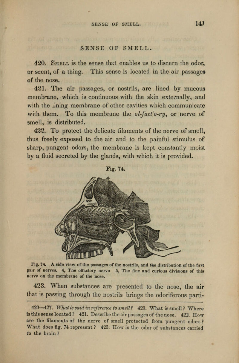 SENSE OF SMELL. 420. Smell is the sense that enables us to discern the odor, or scent, of a thing. This sense is located in the air passages of the nose. 421. The air passages, or nostrils, are lined by mucous memh*nne, which is continuous with the skin externally, and with the lining membrane of other cavities which communicate with them. To this membrane the ol-fact'o-ry, or nerve of smell, is distributed. 422. To protect the delicate filaments of the nerve of smell, thus freely exposed to the air and to the painful stimulus of sharp, pungent odors, the membrane is kept constantly moist by a fluid secreted by the glands, with which it is provided. Fig. 74. Fig. 74. A side view of the passages of the nostrils, and tfce distribution of the first pair of nerves. 4, The olfactory nerve 5, The fine and curious divisions of this nerve on the membrane of the nose. 423. When substances are presented to the nose, the air that is passing through the nostrils brings the odoriferous parti- 420—427. What is said in reference to smell? 420. What is smell? Where is this sense located? 421. Describe the air passages of the nose. 422. How are the filaments of the nerve of smell protected from pungent odors > What does fig. 74 represent ? 423. How is the odor of substances carried to the brain ?