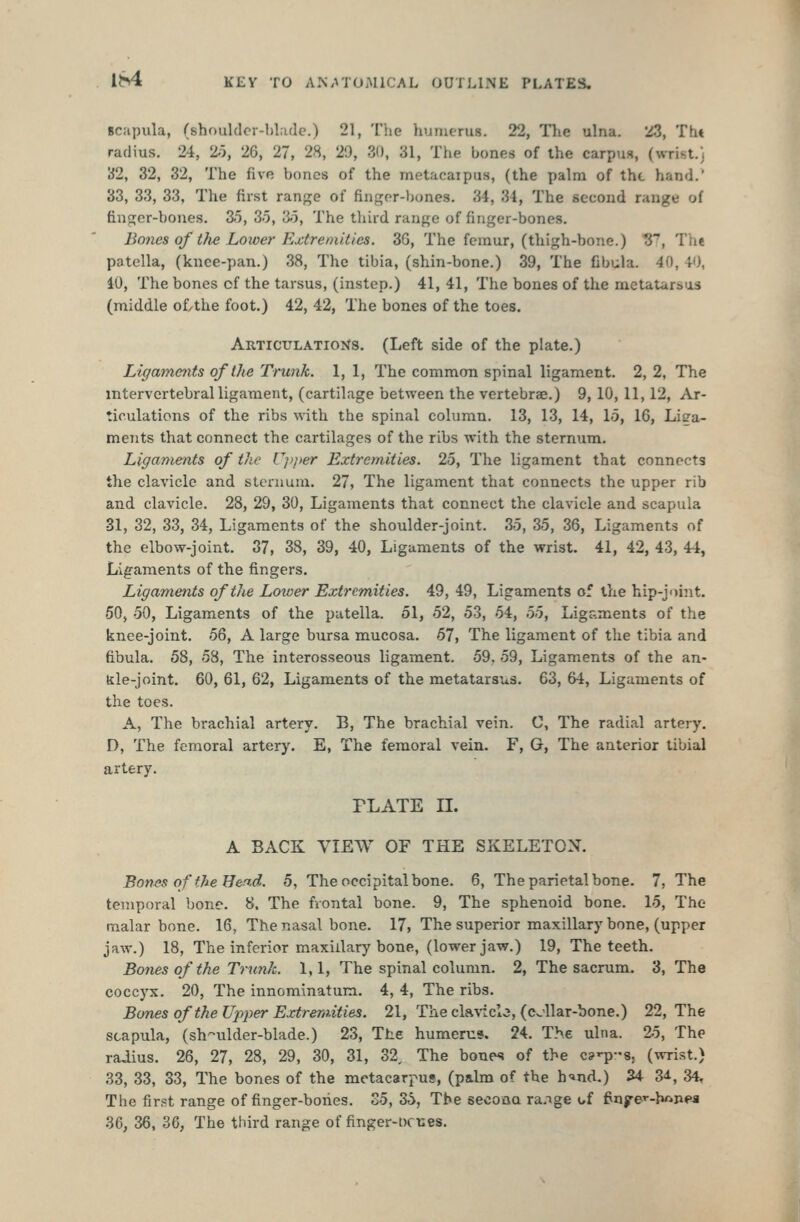 Bcapula, (shoulclcr-l)l;ule.) 21, The humerus. 22, The ulna. 23, Tht radius. 24, 2o, 26, 27, 28, 29, 30, 31, The bones of the carpus, (wri^t.j ii2, 32, 32, The five bones of the metacaipus, (the palm of tht hand.' 33, 33, 33, The first range of finger-bones. 34, 34, The second range of finger-bones. 3.5, 3o, 3o, The tliird range of finger-bones. Bones of the Lower Extremities. 30, The femur, (thigh-bone.) 3, The patella, (knee-pan.) 38, The tibia, (shin-bone.) 39, The fibula. 40, 40, 10, The bones of the tarsus, (instep.) 41, 41, The bones of the metatarsus (middle of/the foot.) 42, 42, The bones of the toes. Articulations. (Left side of the plate.) Ligaments of the Trunk. 1, 1, The common spinal ligament. 2, 2, The intervertebral ligament, (cartilage between the vertebrae.) 9, 10, 11,12, Ar- ticulations of the ribs with the spinal column. 13, 13, 14, lo, 16, LiL'a- mcTits that connect the cartilages of the ribs with the sternum. Ligaments of the Cp/)er Extremities. 25, The ligament that connects the claA'icle and sternum. 27, The ligament that connects the upper rib and clavicle. 28, 29, 30, Ligaments that connect the clavicle and scapula 31, 32, 33, 34, Ligaments of the shoulder-joint, 35, 35, 36, Ligaments of the elbow-joint. 37, 38, 39, 40, Ligaments of the wrist. 41, 42, 43, 44, Ligaments of the fingers. Ligaments of the Lower Extremities. 49, 49, Ligaments of the hip-joint. 50, 50, Ligaments of the patella. 51, 52, 53, 54, 55, Ligaments of the knee-joint. 56, A large bursa mucosa. 67, The ligament of the tibia and fibula. 58, 58, The interosseous ligament. 59. 59, Ligaments of the an- kle-joint. 60, 61, 62, Ligaments of the metatarsus. 63, 64, Ligaments of the toes. A, The brachial artery. B, The brachial vein. C, The radial artery. D, The femoral artery. E, The femoral vein. F, G, The anterior tibial artery. PLATE n. A BACK VIEW OF THE SKELETON. Bones of the Hend. 5, The occipital bone. 6, The parietal bone. 7, The temporal bone. 8. The frontal bone. 9, The sphenoid bone. 15, The malar bone. 16, The nasal bone. 17, The superior maxillary bone, (upper jaw.) 18, The inferior maxillary bone, (lower jaw.) 19, The teeth. Bones of the Trunk. 1,1, The spinal column. 2, The sacrum. 3, The coccyx. 20, The innominatum. 4, 4, The ribs. Bones of the Upjjer Extremities. 21, The cla^'icl^, (c^'llar-bone.) 22, The scapula, (sh-ulder-blade.) 23, The humerns. 24. The ulna. 2.5, The raJius. 26, 27, 28, 29, 30, 31, 32 The bone*! of the cj'p-Sj (wrist.) 33, 33, 33, The bones of the metacarpus, (palm of the h'md.) 34 3^, 34, The first range of finger-bones, S5, 36, The secona ra.ige of finye^'-hftne-a 36, 36, 36, The third range of finger-ocnes.