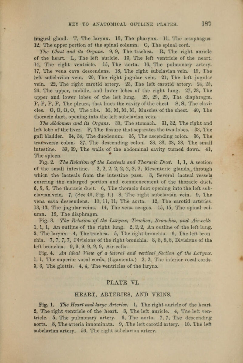 bngual gland. T, The larynx. 10, The pharynx. 11, The cesophagus 12, The upper portion of the spinal column. C, The spinal cord. The Chest and its Organs. 9, 9, The trachea. R, The right auricle of the heart. L, The left auricle. 13, The left ventricle of the neart. 14, The right ventricle. 15, The aorta. 16, The pulmonary artery. 17, The vena cava dcscendens. 18, The right subclavian vein. 19, The left subcKvian vein. 20, The right jugular vein. 21, The left jugular vein. 22, The right carotid artery. 23, The left carotid artery. 24, 25, 26, The upper, middle, and lo\rer lobes of the right lung. 27, 28, The upper and lower lobes of the left lung. 29, 29, 29, The diaphragm. P, P, P, P, The pleura, that lines the cavity of the chest S, S, The clavi- cles. 0,0,0,0, The ribs. M, M, M, M, Muscles of the chest. 40, The thoracic duct, opening into the left subclavian vein. The Abdomen and its Orqa7is. 30, The stomach. 31, 32, The right and left lobe of the liver. F, The fissure that separates the two lobes. 33, The gall bladder. 34, 34, The duodenum. 35, The ascending colon. 36, The transverse colon. 37, The descending colon. 38, 38, 38, 38, The small intestine. 39, 39, The walls of the abdominal cavity turned down. 41, The spleen. Fig. 2. Th^ Relation of the Lacteals and Thoracic Ihict. 1, 1, A section of the small intestine. 2, 2, 2, 2, 2, 2, 2, 2, Mesenteric glands, through whicn the lacteals from the intestine pass. 3, Several lacteal vessels eniering the enlarged portion and commencement of the thoracic duct. 6, 5, 5, The thoracic duct. 6, The thoracic duct opening into the left sub- clavian vein. 7, (See 40, Fig. 1.) 8, The right subclavian vein. 9, The vena cava descendens. 10, 11, 11, The aorta. 12, The carotid arteries. 13, 13, The jugular veins. 14, The vena azagos. 15, 15, The spinal col- umn. 16, The diaphragm. Fig. 3. The Relation of the Larynx, Trachea, Bronchia, and Air-cells 1, 1, 1, An outline of the right lung. 2, 2,2, An outline of the left lung. 3, The larynx. 4, The trachea. 5, The right bronchia. 6, The left bron chia. 7, 7, 7, 7, lUvisious of the right bronchia. 8, 8, 8, 8, Divisions of the left bronchia. 9, 9, 9, 9, 9, 9, Air-cells. Fig. 4. An idial View of a lateral and vertical Section of the Larynx. 1, I, The superior vocal cords, (ligaments.) 2, 2, Tlie inferior vocal cord's 3, 3, The glottis. 4, 4, The ventricles of the larynx. PLATE VI. HEART, ARTERIES, AND VEINS. Fig. 1. The Heart and large Arteries. 1, The right auricle of the heart 2, The right ventricle of the heart. 3, The left auricle. 4, Tfie left ven- tricle. 6, The pulmonar/ artery. 6, The aorta. 7, 7, The descending aorta. 8, The arteria innominata. 9, The left carotid artery. 10, The left subclavian artery, b^. The right subclavian artery.