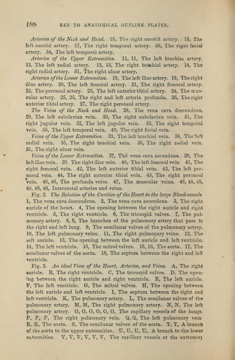 Arteries of the Neck ami Head. 15, Tlie right carotid artery. 16, Th* left carotid artery. 17, The right temporal artery. oO, The rignt facial artery. 54, The left temporal artery. Arteries of the Ujyper Extremities. 11, 11, The left brachial artery. 12, The left radial artery. 13, 13, The right brsJchial artery. 14, The right radial artery. 51, The right ulnar artery. Arteries of the Lower Extremities. 18, The left iliac artery. 19, The right iliac artery. 20, The left femoral artery. 21, The right femoral artery. 22, The peroneal artery. 23, The left anterior tibial artery. 24, The mus- cular artery. 25, 25, The right and left arteria profunda. 26, The right anterior tibial artery. 27, The right peroneal artery. The Veins of the Neck and Head. 28, The vena cava descendens. 29, The left subclavian vein. 30, The right subclavian vein. 31, The right jugular vein. 32, The left jugular vein. 53, The right temporal vein. 55, The left temporal vein. 49, The right facial vein. Veins of the Upper Extremities. 33, The left brachial vein. 34, The left radial vein. 35, The right brachial vein. 36, The right radial vein. 51, The right ulnar vein. Veins of the Lower Extronities. 37, The vena cava ascendens. 38, The left iliac vein. 39,, The right iliac vein. 40, The left femoral vein. 41, The right femoral vein. 42, The left anterior tibial vein. 43, The left per- oneal vein. 44, The right anterior tibial vein. 45, The right peroneal vein. 46, 46, The profunda veins. 47, The muscular veins. 48, 48, 48, 48, 48, 48, Intercostal arteries and veins. Fig. 2. The Relation of the Cavities of the Heart to the large Blood-vessels 1, The vena cava descendens. 2, The vena cava ascendens. 3, The right auricle of the heart. 4, The opening between the right auricle and right ventricle. 5, The right ventricle. 6, The tricuspid valves. 7, The pul- monary artery. 8, 8, The branches of the pulmonary artery that pass to the right and left lung. 9, The semilunar valves of the pulmonary artery. 10, The left pulmonary veins. 11, The right pulmonary veins. 12, The left auricle. 13, The opening between the left auricle and left ventricle. 14, The left ventricle. 15, The mitral valves. 16, 16, The aorta. 17, The semilunar valves of the aorta. 18, The septum between the right and left ventricle. Fig. 3. An ideal View of the Heart, Arteries, and Veins. A, The right auricle. B, The right ventricle. C, The tricuspid valves. D, The open- m^ between the right auricle and right ventricle. E, The left auricle. F, The left ventricle. G, The mitral valves. H, The opening between the left auricle and left ventricle. I, The septum between the right and left ventricle. K, The pulmonary artery. L, The semilunar valves of the pulmonary artery. M, M, The right pulmonary artery. N, N, The left pulmonary artery. O, 0, 0, O, O, 0, The capillary vessels of the lungs. P, P, P, The right pulmonary vein. Q, Q, The left pulmonary vem R, R, The aorta. S, The semilunar valves of the aorta. T, T, A branch of the aorta to the upper extremities. U, U, U, U, A branch to the lower extremities. V, V, V, V, V, V, The carillary vessels at the extremity