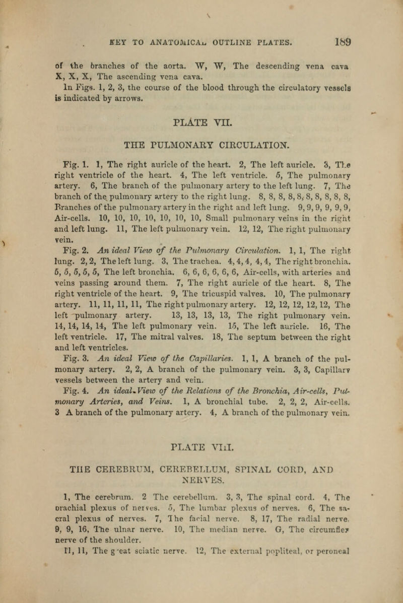 of the branches of the aorta. W, W, The descending vena cava X, X, X, The ascending vena cava. In Figs. 1, 2, 3, the course of the blood through the circulatory vessels is indicated by arrows. PLATE Vn. THE rULMONARY CIRCULATION. Fig. 1. 1, The right auricle of the heart. 2, The left auricle. 3, ll.e right ventricle of the heart. 4, The left ventricle. 5, The pulmonary artery, 6, The branch of the pulmonary artery to the left lung. 7, The branch of the pulmonary artery to the right lung. 8, 8, 8, 8, 8,- 8, 8, 8, 8, 8, Pranches of the pulmonary artery in the right and left lung. 9,9, 9, 9, 9, 9, Air-cells. 10, 10, 10, 10, 10, 10, 10, Small pulmonary veins in the right and left lung. 11, The left pulmonary vein. 12,12, The right pulmonary vein. Fig. 2. An ideal View of the Pulmo7iari/ Circ^dation. 1,1, The right lung. 2,2, The left lung. 3, The trachea. 4,4,4,4,4, The right bronchia. 6, 5, 5, 5, 5, The left bronchia. 6, 6, 6, 6, 6, 6, Air-cells, with arteries and veins passing around them. 7, The right auricle of the heart. 8, The right ventricle of the heart. 9, The tricuspid valves. 10, The pulmonary artery. 11, 11, 11, 11, The right pulmonary artery. 12, 12, 12, 12,12, The left pulmonary artery. 13, 13, 13, 13, The right pulmonary vein. 14,14, 14, 14, The left pulmonary vein. 1-5, The left auricle. 16, The left ventricle. 17, The mitral valves. 18, The septum between the right and left ventricles. Fig. 3. An ideal View of the Capillaries. 1, 1, A branch of the pul- monary artery. 2, 2, A branch of the pulmonary vein. 3, 3, Capillar? vessels between the artery and vein. Fig. 4. An ideaUView of the Relatiotis of the Bronchia, Air-cells, Pul- monary Arteries, and Veins. 1, A bronchial tube. 2, 2, 2, Air-cells. 3 A branch of the pulmonary artery. 4, A branch of the pulmonarj' vein. PLATE VI il. THE CEREBRUM, CEREBELLUM, SPINAL CORD, AND NERVES. 1, The cerebrum. 2 The cerebellum. 3, 3, The spinal cord. 4, The orachial plexus of neives. 5, The lumbar plexus of nerves. 6, The sa- cral plexus of nerves. 7, Ihe facial nerve. 8, 17, The radial nerve, 9, 9, 16, I'he ulnar nerve. 10, The median ner?e. G, The circumfle? nerve of the shoulder. I], 11, The g-eat sciatic nerve. 12, The external popliteal, or peroneal
