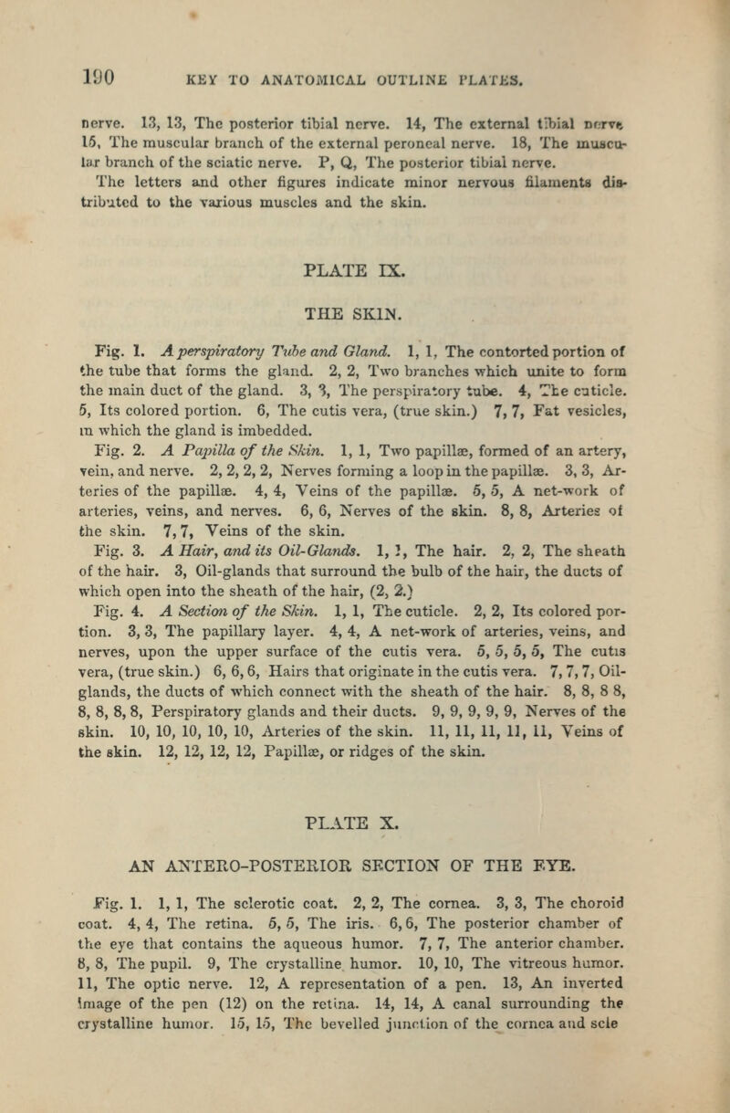 nerve. 13, 13, The posterior tibial nerve. 14, The external tibial nurvt 15, The muscular branch of the external peroneal nerve. 18, The musctt- lar branch of the sciatic nerve. P, Q, The posterior tibial nerve. The letters and other figures indicate minor nervous filaments dis- tributed to the various muscles and the skin. PLATE IX. THE SKm. Fig. 1. A perspiratory Tube and Gland. 1, 1, The contorted portion of the tube that forms the gland. 2, 2, Two branches which unite to form the main duct of the gland. 3, % The perspiratory tube. 4, The cuticle. 5, Its colored portion. 6, The cutis vera, (true skin.) 7, 7, Fat vesicles, m which the gland is imbedded. Fig. 2. A Papilla of the Skin. 1, 1, Two papilla;, formed of an artery, vein, and nerve. 2, 2, 2, 2, Nerves forming a loop in the papillae. 3, 3, Ar- teries of the papillae. 4, 4, Veins of the papillae. 5, 5, A net-work of arteries, veins, and nerves. 6, 6, Nerves of the skin. 8, 8, Arteries of the skin. 7, 7, Veins of the skin. Fig. 3. A Hair, and its Oil-Glands. 1, I, The hair. 2, 2, The sheath of the hair. 3, Oil-glands that surround the bulb of the hair, the ducts of which open into the sheath of the hair, (2, 2.) Fig. 4. A Section of the Skin. 1, 1, The cuticle. 2, 2, Its colored por- tion. 3, 3, The papillary layer. 4, 4, A net-work of arteries, veins, and nerves, upon the upper surface of the cutis vera. 5, 5, 5, 5, The cutis vera, (true skin.) 6, 6,6, Hairs that originate in the cutis vera. 7, 7, 7, Oil- glands, the ducts of which connect with the sheath of the hair. 8, 8, 8 8, 8, 8, 8, 8, Perspiratory glands and their ducts. 9, 9, 9, 9, 9, Nerves of the skin. 10, 10, 10, 10, 10, Arteries of the skin. 11, 11, 11, 11, 11, Veins of the skin. 12, 12, 12, 12, Papillae, or ridges of the skin. PLATE X. AN ANTERO-POSTERIOR SECTION OF THE EYE. Fig. 1. 1, 1, The sclerotic coat. 2, 2, The cornea. 3, 3, The choroid coat. 4, 4, The retina. 5, 5, The iris. 6,6, The posterior chamber of the eye that contains the aqueous humor. 7, 7, The anterior chamber. 8, 8, The pupil. 9, The crystalline humor. 10, 10, The vitreous humor. 11, The optic nerve. 12, A representation of a pen. 13, An inverted Smage of the pen (12) on the retina. 14, 14, A canal surrounding the crystalline humor. 15, 15, The bevelled jiinct.ion of the cornea and scie