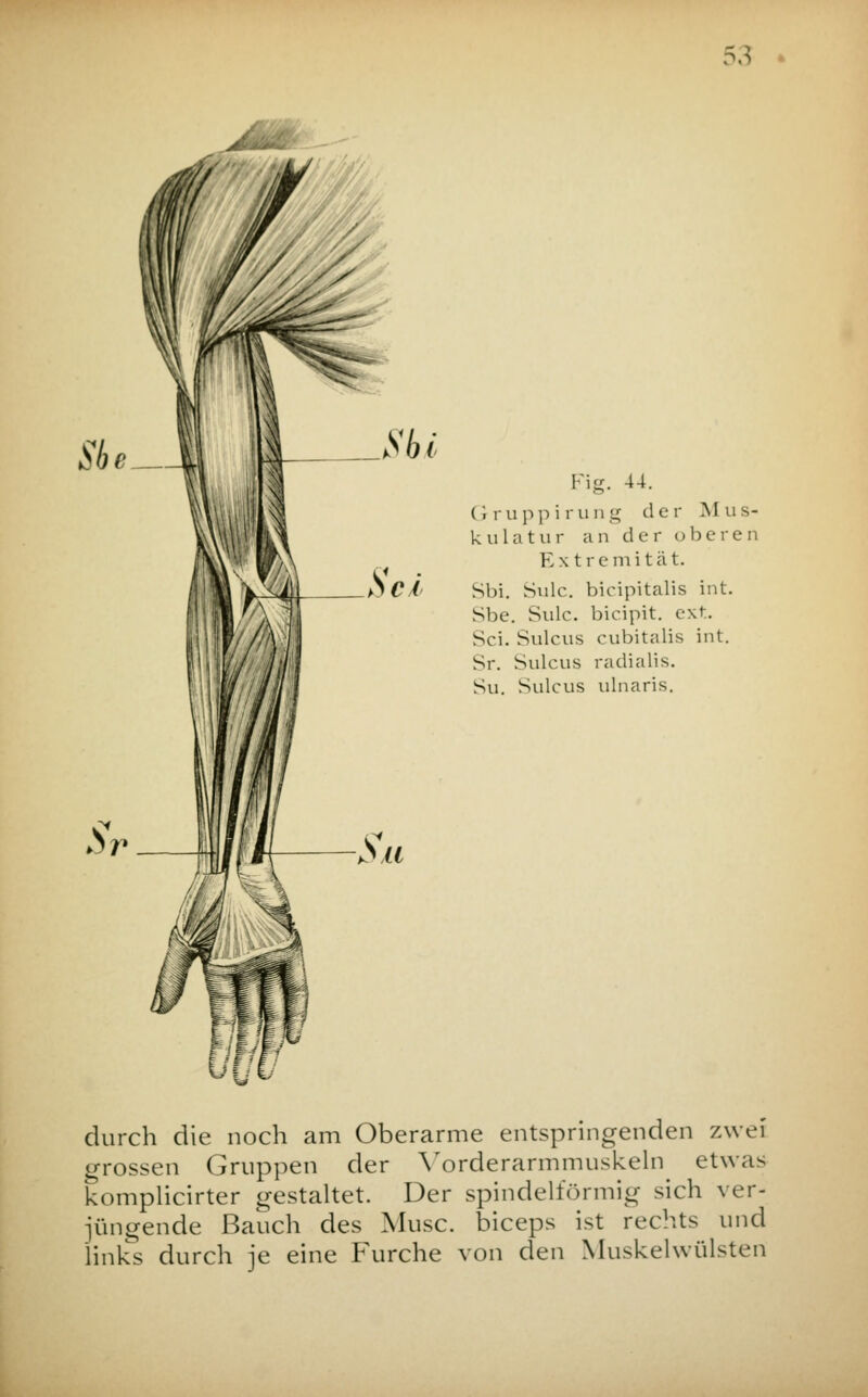 Fig. 44. (i ru pp irung der M us- kula tur an der oberen E x tremi tat. Sbi. Snlc. bicipitalis int. Sbe. Sulc. bicipit. ext. Sei. Sulcus cubitalis int. Sr. Sulcus radialis. Su. Sulcus ulnaris. durch die noch am Oberarme entspringenden zwei grossen Gruppen der Vorderarmmuskeln etwas komplicirter gestaltet. Der spindelförmig sich ver- jüngende Bauch des Muse, bieeps ist rechts und links durch je eine Furche von den Muskelwülsten