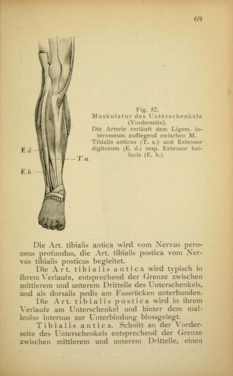 E.d. E.h — T.a. Fig. 52. Muskulatur des Unterschenkels (Vorderseite). Die Arterie verläuft dem Ligam. in- terosseum autliegend zwischen M. Tibialis anticus (T. a.) und Extensor digitorum (E. d.) resp. Extensor hal- lucis (E. h.). Die Art. tibialis antica wird vom Nervus pero- neus profundus, die Art. tibialis postica vom Ner- vus tibialis posticus begleitet. Die Art. tibialis antica wird typisch in ihrem Verlaufe, entsprechend der Grenze zwischen mittlerem und unterem Dritteile des Unterschenkels, und als dorsalis pedis am Fussrücken unterbunden. Die Art. tibialis postica wird in ihrem Verlaufe am Unterschenkel und hinter dem mal- leolus internus zur Unterbindung blossgelegt. Tibialis antica. Schnitt an der Vorder- seite des Unterschenkels entsprechend der Grenze zwischen mittlerem und unterem Dritteile, einen