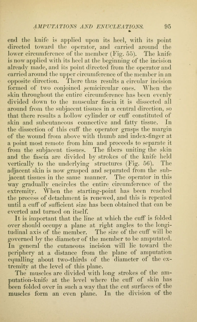 end tlio knife is n])|)lie<l upon its hocl, with its point (liix'c'tccl toward the ojH*rator, and carried around the lower cireuniference of the member (Fi^. 55). The knife is now a])plied with its heel at the beginning of the incision already made, and its point directed from the operator and carried around tlie upper circumference of the member in an opposite direction. There thus results a circular incision formed of two conjoined semicircular ones. When the skin throughout the entire circumference has been evenly divided down to the nuiscular fascia it is dissected all around from the subjacent tissues in a central direction, so that there results a hollow cylinder or cuff constituted of skin and subcutaneous connective and fatty tissue. In the dissection of this cuff the operator grasps the margin of the wound from above with thumb and index-finger at a point most remote from him and proceeds to separate it from the subjacent tissues. The fibers uniting the skin and the fascia are divided by strokes of the knife held vertically to the underlying structures (Fig. 56). The adjacent skin is now grasped and separated from the sub- jacent tissues in the same manner. The operator in this w^ay gradually encircles the entire circumference of the extremity. When the starting-point has been reached the process of detachment is renewed, and this is repeated until a cuff of sufficient size has been obtained that can be everted and turned on itself. It is important that the line at which the cuflp is folded over should occupy a plane at right angles to the longi- tudinal axis of the member. The size of the cuff will be governed l)y the diameter of the member to be amputated. In general the cutaneous incision will lie toAvard the periphery at a distance from the plane of amputation equalling about two-thirds of the diameter of the ex- tremity at the level of this plane. The muscles are divided with long strokes of the am- putatioii-knife at the level where the cuff of skin has been folded over in such a way that the cut surfaces of the muscles form an even plane. In the division of the