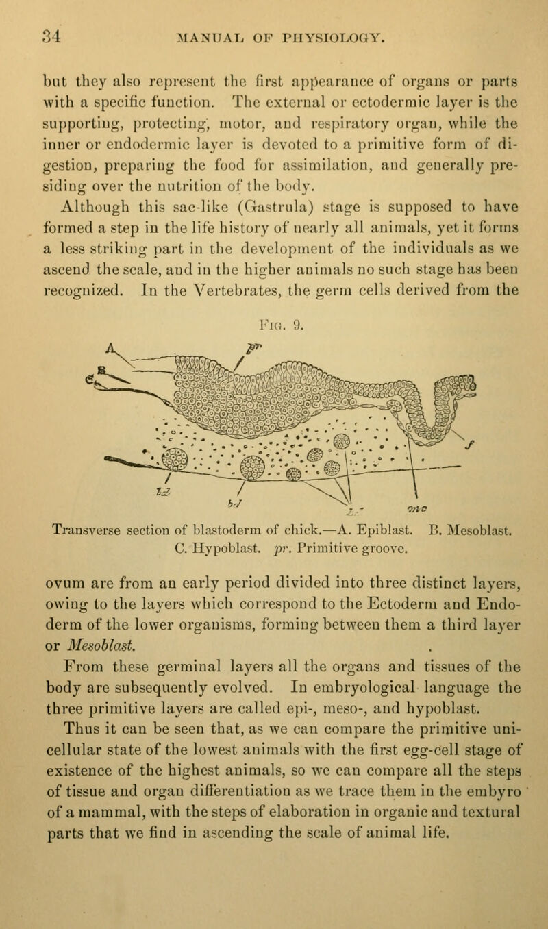 but they also represent the first appearance of organs or parts with a specific function. The external or ectodermic layer is the supporting, protecting, motor, and respiratory organ, while the inner or endodermic layer is devoted to a primitive form of di- gestion, preparing the food for assimilation, and generally pre- siding over tlie nutrition of the body. Although this sac-like (Gastrula) stage is supposed to have formed a step in the life history of nearly all animals, yet it forms a less striking part in the development of the individuals as we ascend the scale, and in the higher animals no such stage has been recognized. In the Vertebrates, the germ cells derived from the Fig. 9. Transverse section of blastoderm of chick.—A. Epiblast. B. Mesoblast. C. Hypoblast. j)r. Primitive groove. ovum are from an early period divided into three distinct layers, owing to the layers which correspond to the Ectoderm and Endo- derm of the lower organisms, forming between them a third layer or Mesoblast. Fi'om these germinal layers all the organs and tissues of the body are subsequently evolved. In embryological language the three primitive layers are called epi-, meso-, and hypoblast. Thus it can be seen that, as we can compare the primitive uni- cellular state of the lowest animals with the first egg-cell stage of existence of the highest animals, so we can compare all the steps of tissue and organ differentiation as we trace them in the embyro of a mammal, with the steps of elaboration in organic and textural parts that we find in ascending the scale of animal life.