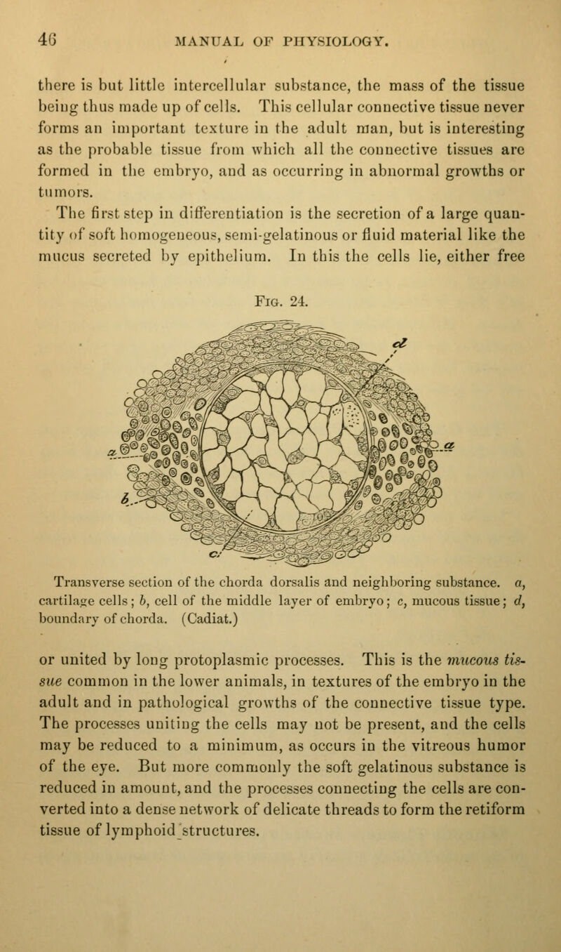 there is but little intercellular substance, the mass of the tissue being thus made up of cells. This cellular connective tissue never forms an important texture in the adult man, but is interesting as the probable tissue from which all the connective tissues are formed in the embryo, and as occurring in abnormal growths or tumors. The first step in differentiation is the secretion of a large quan- tity of soft homogeneous, semi-gelatinous or fluid material like the mucus secreted by epithelium. In this the cells lie, either free Fig. 24. Transverse section of the chorda dorsalis and neigliboring substance, a, cartilage cells; b, cell of the middle layer of embryo; c, mucous tissue; d, boundary of chorda. (Cadiat.) or united by long protoplasmic processes. This is the mucous tis- sue common in the lower animals, in textures of the embryo in the adult and in pathological growths of the connective tissue type. The processes uniting the cells may not be present, and the cells may be reduced to a minimum, as occurs in the vitreous humor of the eye. But more commonly the soft gelatinous substance is reduced in amount, and the processes connecting the cells are con- verted into a dense network of delicate threads to form the retiform tissue of lymphoid structures.