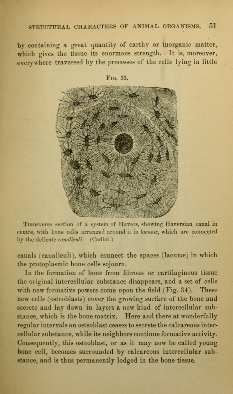 by containing a great quantity of earthy or inorganic matter, which gives the tissue its enormous strength. It is, moreover, everywhere traversed by the processes of the cells lying in little Fig. 33. Transverse section of a system of Havers, showing Haversian canal in centre, with bone cells arranged aronnd it in lacunas, which are connected by the delicate canaliculi. (Cadiat.) canals (canaliculi), which connect the spaces (lacunae) in which the protoplasmic bone cells sojourn. In the formation of bone from fibrous or cartilaginous tissue the original intercellular substance disappears, and a set of cells with new formative powers come upon the field (Fig. 34). These new cells (osteoblasts) cover the growing surface of the bone and secrete and lay down in layers a new kind of intercellular sub- stance, which is the bone matrix. Here and there at wonderfully regular intervals an osteoblast ceases to secrete the calcareous inter- cellular substance, while its neighbors continue formative activity. Conse<]uently, this osteoblast, or as it may now be called young bone cell, becomes surrounded by calcareous intercellular sub- stance, and is thus permanently lodged in the bone tissue.