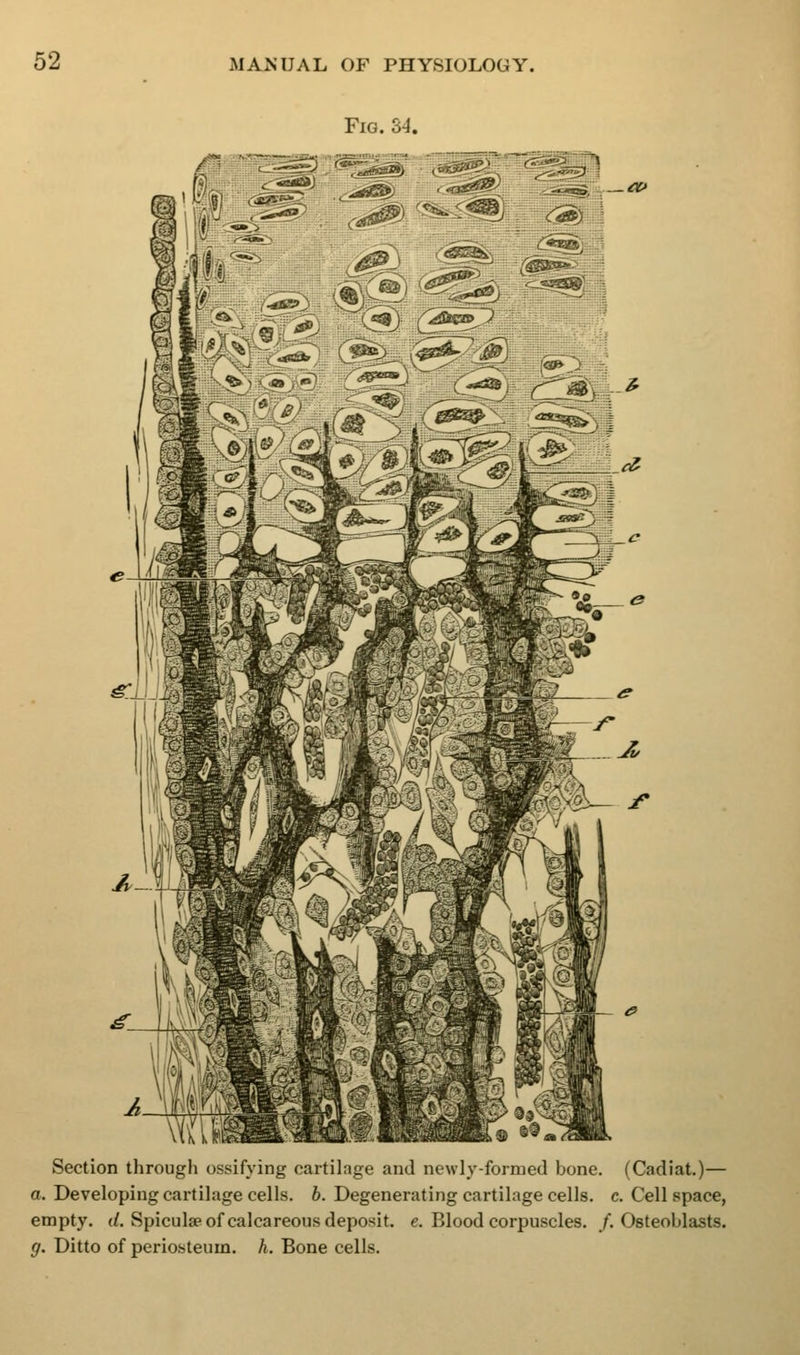 Fig. S4. Section through ossifying cartilage and newly-formed bone. (Cadiat.)— a. Developing cartilage cells, b. Degenerating cartilage cells, c. Cell space, empty. (/. Spiculae of calcareous deposit, e. Blood corpuscles. /.Osteoblasts. g. Ditto of periosteum, h. Bone cells.