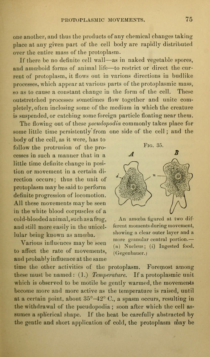 Fig. 35. one another, and thus the products of any chemical changes taking place at any given part of the cell body are rapidly distributed over the entire mass of the protoplasm. If there be no definite cell wall—as in naked vegetable spores, and amoeboid forms of animal life—to restrict or direct the cur- rent of protoplasm, it flows out in various directions in budlike processes, which appear at various parts of the protoplasmic mass, 60 as to cause a constant change in the form of the cell. These outstretched processes sometimes flow together and unite com- pletely, often inclosing some of the medium in which the creature is suspended, or catching some foreign particle floating near them. The flowing out of these pseudopodia commonly takes place for some little time persistently from one side of the cell; and the body of the cell, as it were, has to follow the protrusion of the pro- cesses in such a manner that in a little time definite change in posi- tion or movement in a certain di- rection occurs; thus the unit of protoplasm may be said to perform definite progression of locomotion. All these movements may be seen in the white blood corpuscles of a cold-blooded animal, such as afrog, and still more easily in the unicel- lular being known as amoeba. Various influences may be seen to affect the rate of movements, and probably influence at the same time the other activities of the protoplasm. Foremost among these must be named : (1.) Temperature. If a protoplasmic unit which is observed to be motile be gently warmed, the movemen-ts become more and more active as the temperature is raised, until at a certain point, about 35°-42° C, a spasm occurs, resulting in the withdrawal of the pseudopodia ; soon after which the cell as- sumes a spherical shape. If the heat be carefully abstracted by the gentle and short application of cold, the protoplasm may be An amoeba figured at two dif- ferent moments during movement, showing a clear outer layer and a more granular central portion.— («) Nucleus; (i) Ingested food. (Gegenbauer. j