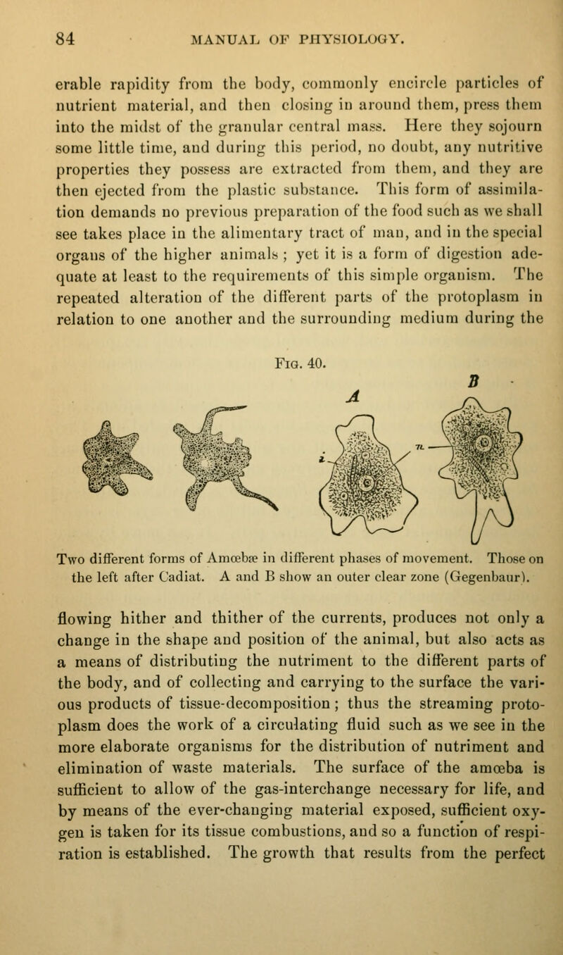 erable rapidity from the body, commonly encircle particles of nutrient material, and then closing in around them, press them into the midst of the granular central mass. Here they sojourn some little time, and during this period, no doubt, any nutritive properties they possess are extracted from them, and they are then ejected from the plastic substance. This form of assimila- tion demands no previous preparation of the food such as we shall see takes place in the alimentary tract of man, and in the special organs of the higher animals ; yet it is a form of digestion ade- quate at least to the requirements of this simple organism. The repeated alteration of the different parts of the protoplasm in relation to one another and the surrounding medium during the Fig. 40. Two different forms of Amoeba? in different phases of movement. Those on the left after Cadlat. A and B show an outer clear zone (Gegenbaur). flowing hither and thither of the currents, produces not only a change in the shape and position of the animal, but also acts as a means of distributing the nutriment to the different parts of the body, and of collecting and carrying to the surface the vari- ous products of tissue-decomposition ; thus the streaming proto- plasm does the work of a circulating fluid such as we see in the more elaborate organisms for the distribution of nutriment and elimination of waste materials. The surface of the amoeba is sufficient to allow of the gas-interchange necessary for life, and by means of the ever-changing material exposed, sufficient oxy- gen is taken for its tissue combustions, and so a function of respi- ration is established. The growth that results from the perfect