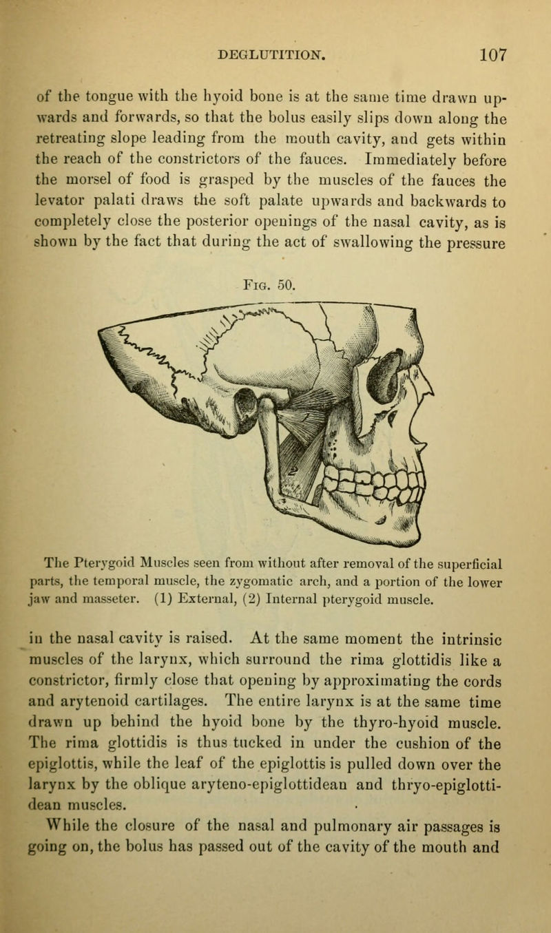 of the tongue with the hyoid boue is at the same time drawn up- wards and forwards, so that the bolus easily slips down along the retreating slope leading from the mouth cavity, and gets within the reach of the constrictors of the fauces. Immediately before the morsel of food is grasped by the muscles of the fauces the levator palati draws the soft palate upwards and backwards to completely close the posterior openings of the nasal cavity, as is shown by the fact that during the act of swallowing the pressure Fig. 50. The Pterygoid Muscles seen from without after removal of the superficial parts, the temporal muscle, the zygomatic arch, and a portion of the lower jaw and masseter. (1) External, (2) Internal pterygoid muscle. in the nasal cavity is raised. At the same moment the intrinsic muscles of the larynx, which surround the rima glottidis like a constrictor, firmly close that opening by approximating the cords and arytenoid cartilages. The entire larynx is at the same time drawn up behind the hyoid bone by the thyro-hyoid muscle. The rima glottidis is thus tucked in under the cushion of the epiglottis, while the leaf of the epiglottis is pulled down over the larynx by the oblique aryteno-epiglottidean and thryo-epiglotti- dean muscles. While the closure of the nasal and pulmonary air passages is going on, the bolus has passed out of the cavity of the mouth and