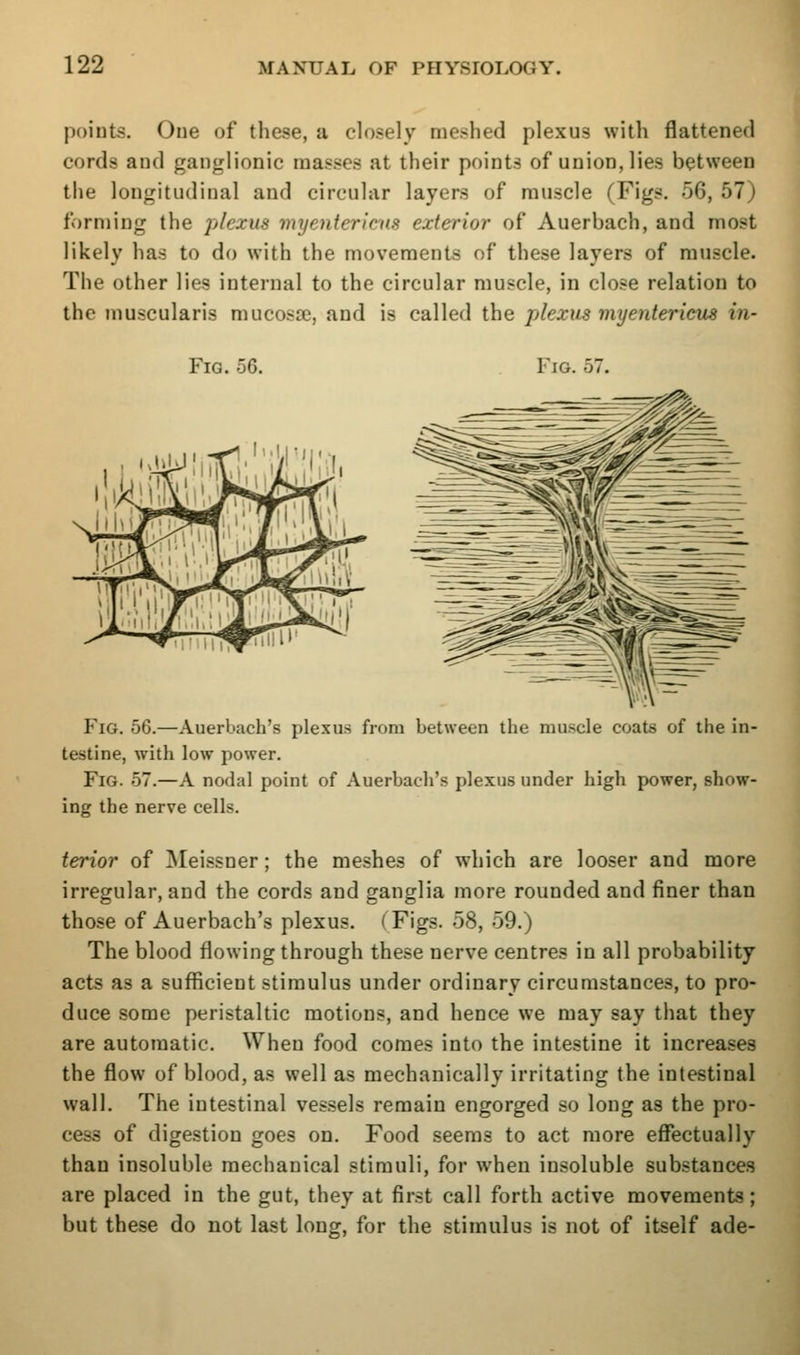 points. Oue of these, a closely nie.shed plexus with flattened cords and ganglionic masses at their points of union, lies between the longitudinal and circular layers of muscle (Figs. 56, 57) forming the plexus myenierlcns exterior of Auerbach, and most likely has to do with the movements of these layers of muscle. The other lies internal to the circular muscle, in close relation to the niuscularis mucosae, and is called the plexus myenterieus in- Fig. 56. Fig. 57. Fig. 56.—Auerbach's plexus from between the muscle coats of the in- testine, with low power. Fig. 57.—A nodal point of Auerbach's plexus under high power, show- ing the nerve cells. terior of Meissner; the meshes of which are looser and more irregular, and the cords and ganglia more rounded and finer than those of Auerbach's plexus. (Figs. 58, 59.) The blood flowing through these nerve centres in all probability acts as a sufficient stimulus under ordinary circumstances, to pro- duce some peristaltic motions, and hence we may say that they are automatic. When food comes into the intestine it increases the flow of blood, as well as mechanically irritating the intestinal wall. The intestinal vessels remain engorged so long as the pro- cess of digestion goes on. Food seems to act more effectually than insoluble mechanical stimuli, for when insoluble substances are placed in the gut, they at first call forth active movements; but these do not last long, for the stimulus is not of itself ade-