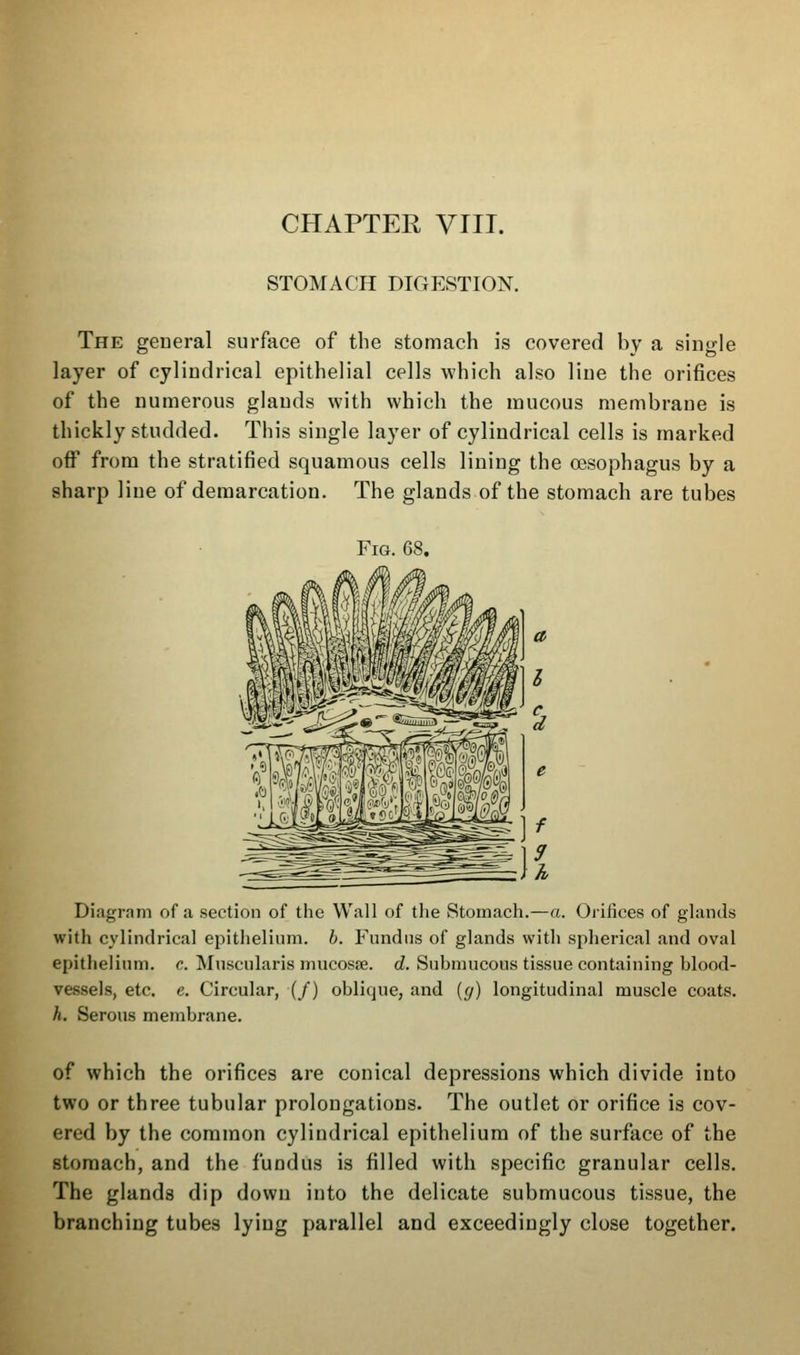 STOMACH DIGESTION. The general surface of the stomach is covered by a single layer of cylindrical epithelial cells which also line the orifices of the numerous glands with which the mucous membrane is thickly studded. This single layer of cylindrical cells is marked off from the stratified squamous cells lining the oesophagus by a sharp line of demarcation. The glands of the stomach are tubes Fig. 68. Diagram of a section of the Wall of the Stomach.—a. Orifices of glands with cylindrical epithelium, b. Fundus of glands with spherical and oval epithelium, c. Muscularis mucoste. d. Submucous tissue containing blood- vessels, etc. e. Circular, (/) oblique, and (</) longitudinal muscle coats. h. Serous membrane. of which the orifices are conical depressions which divide into two or three tubular prolongations. The outlet or orifice is cov- ered by the common cylindrical epithelium of the surface of the stomach, and the fundus is filled with specific granular cells. The glands dip down into the delicate submucous tissue, the branching tubes lying parallel and exceedingly close together.