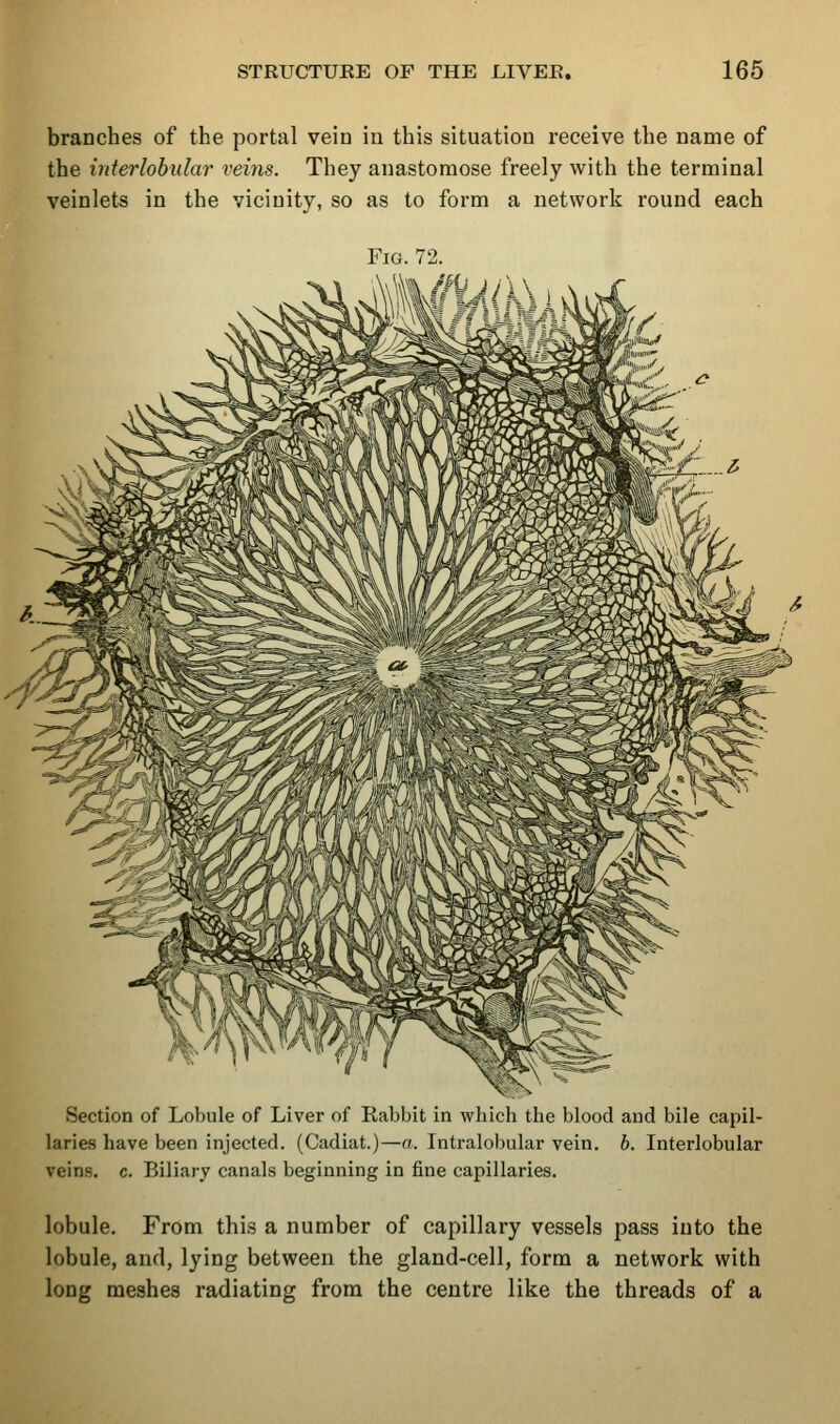 branches of the portal vein in this situation receive the name of the interlobular veins. They anastomose freely with the terminal veinlets in the vicinity, so as to form a network round each Fig. 72. i^/i\\K\y\im Section of Lobule of Liver of Rabbit in which the blood and bile capil- laries have been injected. (Cadiat.)—a. Intralobular vein. 6. Interlobular veins, c. Biliary canals beginning in fine capillaries. lobule. From this a number of capillary vessels pass into the lobule, and, lying between the gland-cell, form a network with long meshes radiating from the centre like the threads of a