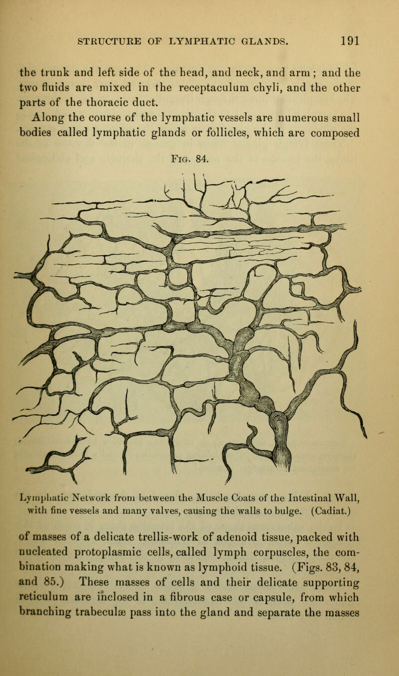 the trunk and left side of the head, and neck, and arm ; and the two fluids are mixed in the reeeptaculum chyli, and the other parts of the thoracic duct. Along the course of the lymphatic vessels are numerous small bodies called lymphatic glands or follicles, which are composed Fig. 84. Lyinpliatic Network from between the Muscle Coats of the Intestinal Wall, with fine vessels and many valves, causing the walls to bulge. (Cadiat.) of masses of a delicate trellis-work of adenoid tissue, packed with nucleated protoplasmic cells, called lymph corpuscles, the com- bination making what is known as lymphoid tissue. (Figs. 83, 84, and 85.) These masses of cells and their delicate supporting reticulum are inclosed in a fibrous case or capsule, from which branching trabeculae pass into the gland and separate the masses