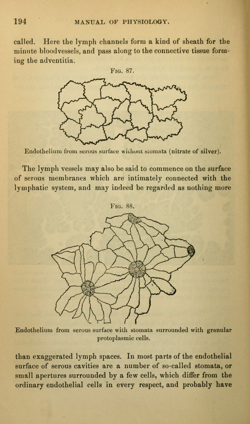 called. Here the lymph channels form a kind of sheath for the minute bloodvessels, and pass along to the connective tissue form- iug the adventitia. Fig. 87. Endotheliiiiu from serous surface wiihoul siomata (nitrate of silver). The lymph vessels may also be said to commence on the surface of serous membranes which are intimately connected with the lymphatic system, and may indeed be regarded as nothing more Fig. 88. Endothelium from serous surface with stomata surrounded with granular protoplasmic cells. than exaggerated lymph spaces. In most parts of the endothelial surface of serous cavities are a number of so-called stomata, or small apertures surrounded by a few cells, which differ from the ordinary endothelial cells in every respect, and probably have