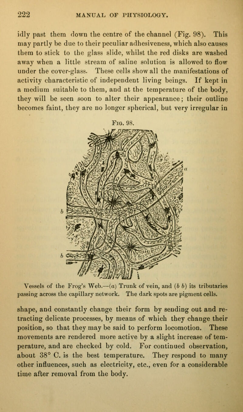 idly past them flown the centre of the channel (Fig. 98). This may partly be due to their peculiar adhesiveness, which also causes thera to stick to the glass slide, whilst the red disks are washed away when a little stream of saline solution is allowed to flow under the cover-glass. These cells show all the manifestations of activity characteristic of independent living beings. If kept in a medium suitable to them, and at the temperature of the body, they will be seen soon to alter their appearance; their outline becomes faint, they are no longer spherical, but very irregular in Fig. 98. Vessels of the Frog's Web.—(a) Trunk of vein, and (6 b) its tributaries passing across the capillary network. The dark spots are pigment cells. shape, and constantly change their form by sending out and re- tracting delicate processes, by means of which they change their position, so that they may be said to perform locomotion. These movements are rendered more active by a slight increase of tem- perature, and are checked by cold. For continued observation, about 38° C. is the best temperature. They respond to many other influences, such as electricity, etc., even for a considerable time after removal from the body.