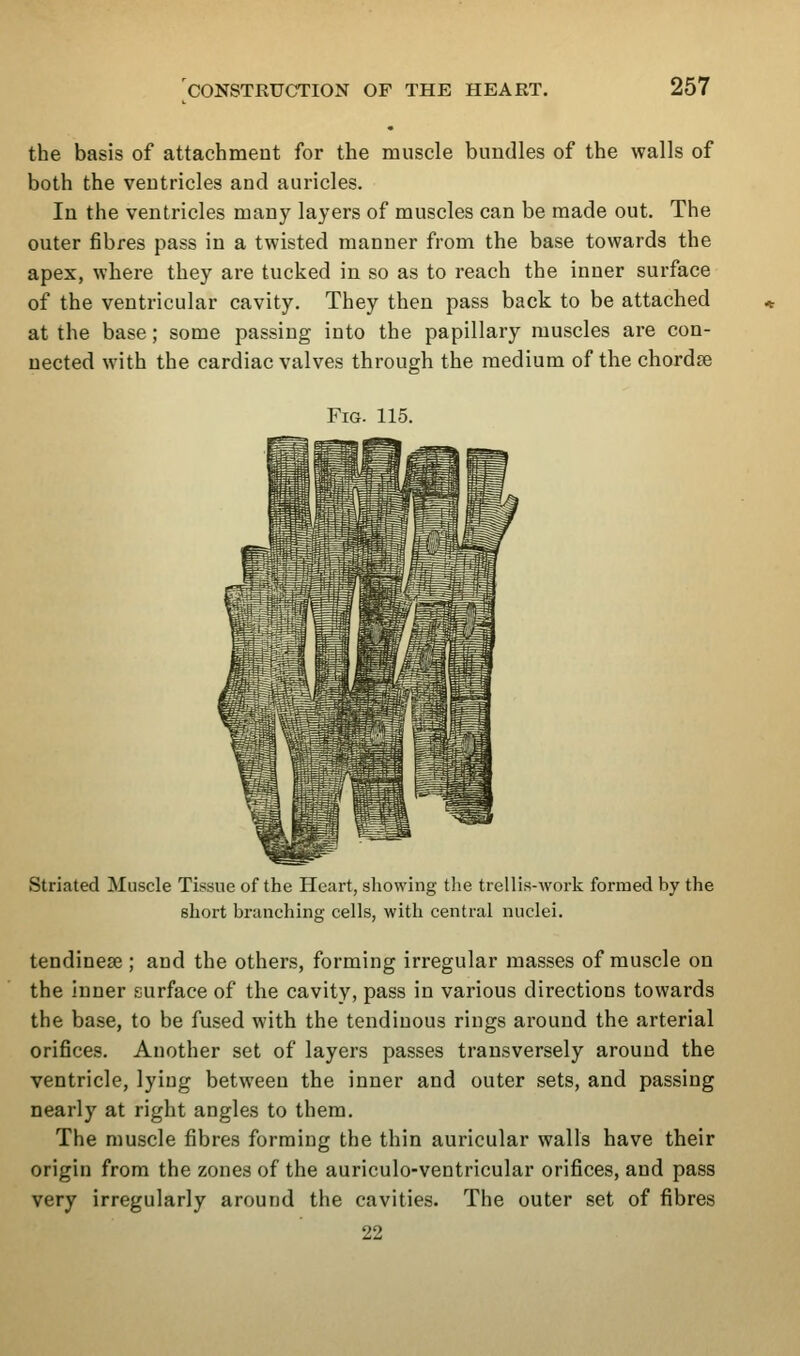 the basis of attachment for the muscle bundles of the walls of both the ventricles and auricles. In the ventricles many layers of muscles can be made out. The outer fibres pass in a twisted manner from the base towards the apex, where they are tucked in so as to reach the inner surface of the ventricular cavity. They then pass back to be attached at the base; some passing into the papillary muscles are con- nected with the cardiac valves through the medium of the chordse Fig. 115. Striated Muscle Tissue of the Heart, showing tlie trellis-work formed by the short branching cells, with central nuclei. tendinese; and the others, forming irregular masses of muscle on the inner .surface of the cavity, pass in various directions towards the base, to be fused with the tendinous rings around the arterial orifices. Another set of layers passes transversely around the ventricle, lying between the inner and outer sets, and passing nearly at right angles to them. The muscle fibres forming the thin auricular walls have their origin from the zones of the auriculo-ventricular orifices, and pass very irregularly around the cavities. The outer set of fibres 22