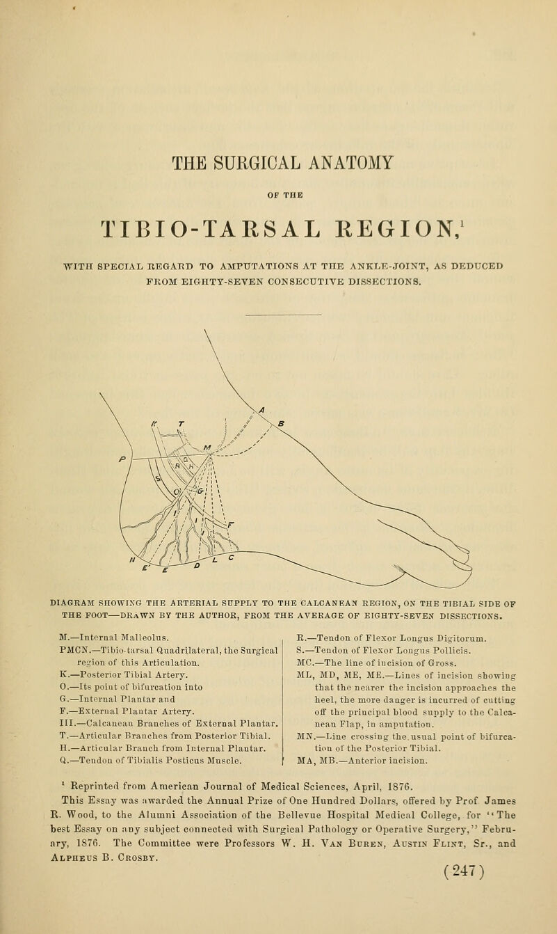 THE SURGICAL ANATOMY TIBIO-TARSAL REGION,' WITH SPECIAL REGAED TO AMPUTATIONS AT THE ANKLE-JOINT, AS DEDUCED PKOM EIGHTY-SEVEN CONSECUTIVE DISSECTIONS. DIAGRAM SHOWING THE AKTERIAL SUPPLY TO THE CALCANEAK REGION, ON THE TIBIAL SIDE OF THE FOOT DRAWJf BY THE AUTHOR, FROM THE AVERAGE OF EIGHTY-SEVEN DISSECTIONS. M.—Interual Malleolus. PMCN.—Tibio-tarsal Quadrilateral, tlie Surgical reg-ion of this Articulation. K.—Posterior Tibial Artery. O.—Its point of bifurcation into G.—Internal Plantar and F.—External Plantar Artery. III.—Calcaneau Branches of External Plantar. T.—Articular Branches from Posterior Tibial. H.—Articular Branch from Internal Plantar. Q.—Tendon of Tibialis Posticus Muscle. E.—Tendon of Flexor Longus Digitorum. S.—Tendon of Flexor Longus PoUicis. MC.—The line of incision of Gross. ML, MD, ME, ME.—Lines of incision showing that the nearer the incision approaches the heel, the more danger is incurred of cutting off the principal blood supply to the Calca- nean Flap, in amputation. MN.—Line crossing the.usual point of bifurca- tion of the Posterior Tibial. MA, MB.—Anterior incision. • Reprinted from American Journal of Medical Sciences, April, 1876. This Essay was awarded the Annual Prize of One Hundred Dollars, offered by Prof Jnmes R. Wood, to the Alumni Association of the Bellevue Hospital Medical College, for The best Essay on any subject connected with Surgical Pathology or Operative Surgery, Febru- ary, 1876. The Committee were Professors W. H. Van Buren, Austin Flint, St., and Alpheus B. Crosby.