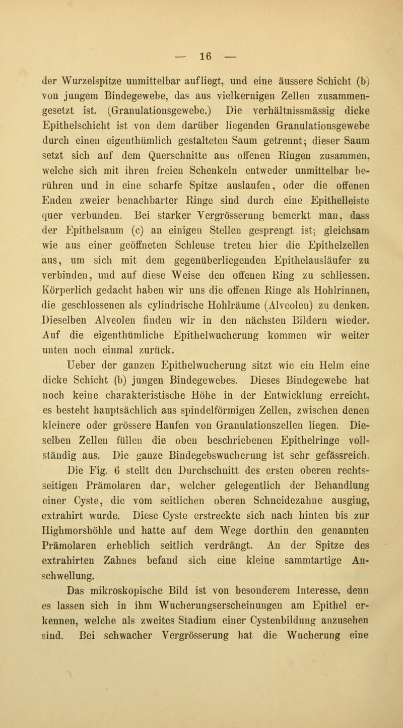 der Wurzelspitze unmittelbar aufliegt, und eine äussere Schicht (b) von jungem Bindegewebe, das aus vielkernigen Zellen zusammen- gesetzt ist. (Granulationsgewebe.) Die verhältnissmässig dicke Epithelschicht ist von dem darüber liegenden Granulationsgewebe durch einen eigentümlich gestalteten Saum getrennt; dieser Saum setzt sich auf dem Querschnitte aus offenen Ringen zusammen, welche sich mit ihren freien Schenkeln entweder unmittelbar be- rühren uud in eine scharfe Spitze auslaufen, oder die offenen Enden zweier benachbarter Ringe sind durch eine Epithelleiste quer verbunden. Bei starker Vergrösserung bemerkt man, dass der Epithelsaum (c) an einigen Stellen gesprengt ist; gleichsam wie aus einer geöffneten Schleuse treten hier die Epithelzellen aus, um sich mit dem gegenüberliegenden Epithelausläufer zu verbinden, und auf diese Weise den offenen Ring zu schliessen. Körperlich gedacht haben wir uns die offenen Ringe als Hohlrinnen, die geschlossenen als cylindrische Hohlräume (Alveolen) zu denken. Dieselben Alveolen finden wir in den nächsten Bildern wieder. Auf die eigentümliche Epithelwucherung kommen wir weiter unten noch einmal zurück. Ueber der ganzen p]pithelwucherung sitzt wie ein Helm eine dicke Schicht (b) jungen Bindegewebes. Dieses Bindegewebe hat noch keine charakteristische Höhe in der Entwicklung erreicht, es besteht hauptsächlich aus spindelförmigen Zellen, zwischen denen kleinere oder grössere Haufen von Granulationszellen liegen. Die- selben Zellen füllen die oben beschriebenen Epithelringe voll- ständig aus. Die ganze Bindegebswucheruug ist sehr gefässreich. Die Fig. 6 stellt den Durchschnitt des ersten oberen rechts- seitigen Prämolaren dar, welcher gelegentlich der Behandlung einer Cyste, die vom seitlichen oberen Schneidezahne ausging, extrahirt wurde. Diese Cyste erstreckte sich nach hinten bis zur Highmorshöhle und hatte auf dem Wege dorthin den genannten Prämolaren erheblich seitlich verdrängt. An der Spitze des extrahirten Zahnes befand sich eine kleine sammtartige An- schwellung. Das mikroskopische Bild ist von besonderem Interesse, denn es lassen sich in ihm Wucherungserscheinungen am Epithel er- kennen, welche als zweites Stadium einer Cystenbilduug anzusehen sind. Bei schwacher Vergrösserung hat die Wucherung eine