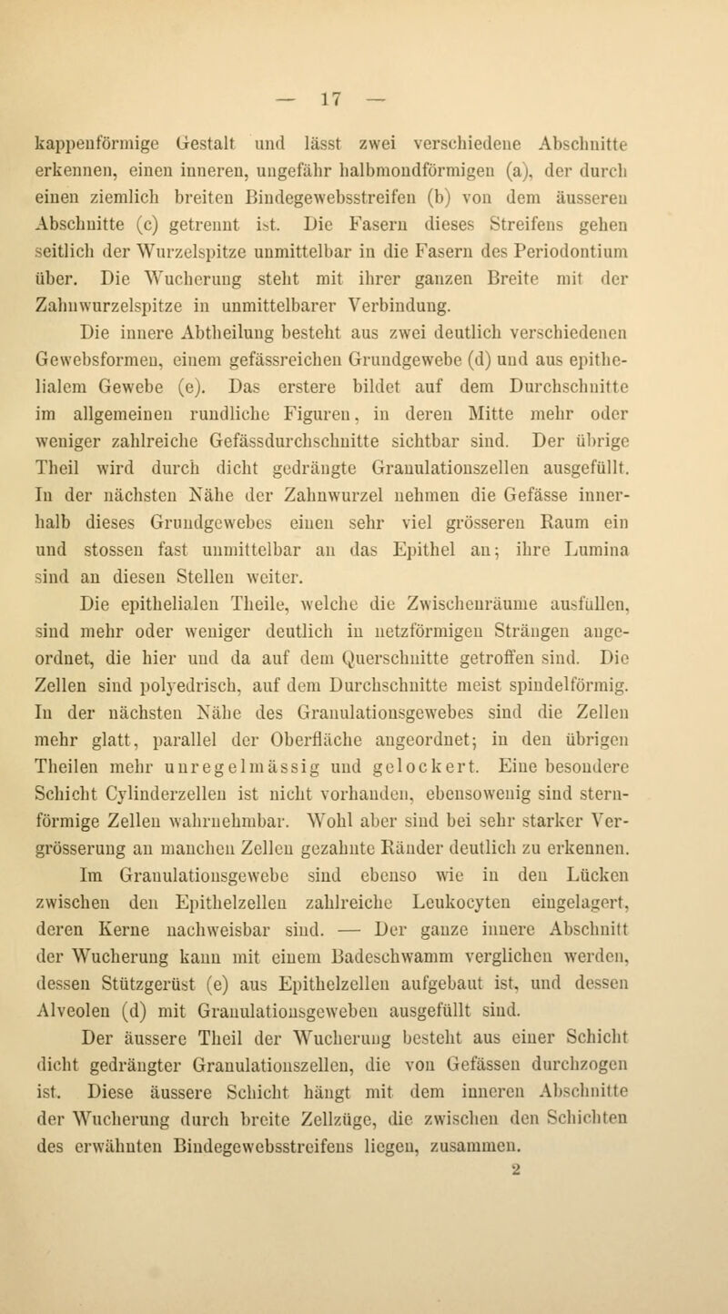 kappen förmige Gestalt und lässt zwei verschiedene Abschnitte erkennen, einen inneren, ungefähr halbmondförmigen (a), der durch einen ziemlich breiton Bindegewebsstreifen (b) von dem äusseren Abschnitte (c) getrennt i>t. Die Fasern dieses Streifens gehen seitlich der Wurzelspitze unmittelbar in die Fasern des Periodontium über. Die Wucherung steht mit ihrer ganzen Breite mit der Zahnwurzelspitze in unmittelbarer Verbindung. Die innere Abtheilung besteht aus zwei deutlich verschiedenen Gewebsformen, einem gefässreichen Grundgewebe (d) und aus epithe- lialem Gewebe (e). Das erstere bildet auf dem Durchschnitte im allgemeinen rundliche Figuren, in deren Mitte mehr oder weniger zahlreiche Gefässdurchschuitte sichtbar sind. Der übrige Theil wird durch dicht gedrängte Granulationszellen ausgefüllt. In der nächsten Nähe der Zahnwurzel nehmen die Gefässe inner- halb dieses Grundgewebes einen sehr viel grösseren Raum ein und stossen fast unmittelbar an das Epithel an; ihre Lumina sind an diesen Stellen weiter. Die epithelialen Theile, welche die Zwischenräume ausfüllen, sind mehr oder weniger deutlich in netzförmigen Strängen auge- ordnet, die hier und da auf dem Querschnitte getroffen sind. Die Zellen sind polyedrisch, auf dem Durchschnitte meist spindelförmig. In der nächsten Nähe des Granulationsgewebes sind die Zellen mehr glatt, parallel der Oberfläche augeordnet; in den übrigen Theilen mehr unregelmässig und gelockert. Eine besondere Schicht Cylinderzelleu ist nicht vorhanden, ebensowenig sind stern- förmige Zellen wahrnehmbar. Wohl aber sind bei sehr starker Ver- grösserung an manchen Zellen gezahnte Räuder deutlich zu erkennen. Im Granulationsgewebe sind ebenso wie in den Lücken zwischen den Epithelzellen zahlreiche Leukocyten eingelagert, deren Kerne nachweisbar sind. — Der ganze innere Abschnitt der Wucherung kann mit einem Badeschwamm verglichen werden. dessen Stützgerüst (e) aus Epithelzcllen aufgebaut ist, und dessen Alveolen (d) mit Granulationsgeweben ausgefüllt sind. Der äussere Theil der Wucherung besteht aus einer Schicht dicht gedrängter Granulatioiiszelleu, die von Gefässen durchzogen ist. Diese äussere Schicht hängt mit dem inneren Abschnitte der Wucherung durch breite Zellzügc, die zwischen den Schichten des erwähnten Biudegewcbsstreifens liegen, zusammen. •i