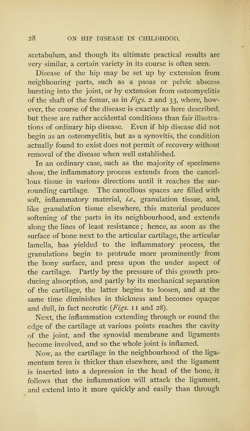 acetabulum, and though its ultimate practical results are very similar, a certain variety in its course is often seen. Disease of the hip may be set up by extension from neighbouring parts, such as a psoas or pelvic abscess bursting into the joint, or by extension from osteomyelitis of the shaft of the femur, as in Figs. 2 and 33, where, how- ever, the course of the disease is exactly as here described, but these are rather accidental conditions than fair illustra- tions of ordinary hip disease. Even if hip disease did not begin as an osteomyelitis, but as a synovitis, the condition actually found to exist does not permit of recovery without removal of the disease when well established. In an ordinary case, such as the majority of specimens show, the inflammatory process extends from the cancel- lous tissue in various directions until it reaches the sur- rounding cartilage. The cancellous spaces are filled with soft, inflammatory material, i.e., granulation tissue, and, like granulation tissue elsewhere, this material produces softening of the parts in its neighbourhood, and extends along the lines of least resistance; hence, as soon as the surface of bone next to the articular cartilage, the articular lamella, has yielded to the inflammatory process, the granulations begin to protrude more prominently from the bony surface, and press upon the under aspect of the cartilage. Partly by the pressure of this growth pro- ducing absorption, and partly by its mechanical separation of the cartilage, the latter begins to loosen, and at the same time diminishes in thickness and becomes opaque and dull, in fact necrotic {Figs. 11 and 28). Next, the inflammation extending through or round the edge of the cartilage at various points reaches the cavity of the joint, and the synovial membrane and ligaments become involved, and so the whole joint is inflamed. Now, as the cartilage in the neighbourhood of the liga- mentum teres is thicker than elsewhere, and the ligament is inserted into a depression in the head of the bone, it follows that the inflammation will attack the ligament, and extend into it more quickly and easily than through