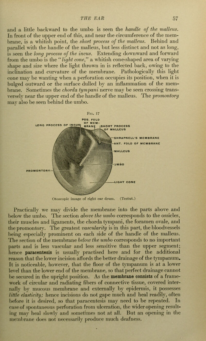 and a little backward to the umbo is seen the handle of the malleus. In front of the upper end of this, and near the circumference of the mem- brane, is a whitish point, the short process of the malleus. Behind and parallel with the handle of the malleus, but less distinct and not as long, is seen the long process of the incus. Extending downward and forward from the umbo is the  light cone a whitish cone-shaped area of varying shape and size where the light thrown in is reflected back, owing to the inclination and curvature of the membrane. Pathologically this light cone may be wanting when a perforation occupies its position, when it is bulged outward or the surface dulled by an inflammation of the mem- brane. Sometimes the chorda tympani nerve may be seen crossing trans- versely near the upper end of the handle of the malleus. The promontory may also be seen behind the umbo. Fig. 17 POS. FOLD OF MEM- LONG PROCESS 0^ INC,US| BRANE |SHORT PROCESS OF MALLEUS SHRAPNELL'S MEMBRANE ANT. FOLD OF MEMBRANE PROMONTORY- LIGHT CONE Otoscopic image of right ear drum. (Testut.) Practically we may divide the membrane into the parts above and below the umbo. The section above the umbo corresponds to the ossicles, their muscles and ligaments, the chorda tympani, the foramen ovale, and the promontory. The greatest vascularity is in this part, the bloodvessels being especially prominent on each side of the handle of the malleus. The section of the membrane below the umbo corresponds to no important parts and is less vascular and less sensitive than the upper segment; hence paracentesis is usually practised here and for the additional reason that the lower incision affords the better drainage of the tympanum. It is noticeable, however, that the floor of the tympanum is at a lower level than (lie lower end of the membrane, so that perfect drainage cannot cured in the upright position. As the membrane consists of a frame- work of circular mid radiating fibers of connective tissue, covered inter- nally by mucous membrane and externally by epidermis, it possesses little elasticity; henee incisions do not gape much and heal readily, often before it i desired, so that paracentesis may need to be repeated. Tn .t spontaneous perforation from ulceration, the wider opening result- ing may heal slowly and sometimes not at all. Hut an opening in the in*-:nl pane does not necessarily produce much deafness.