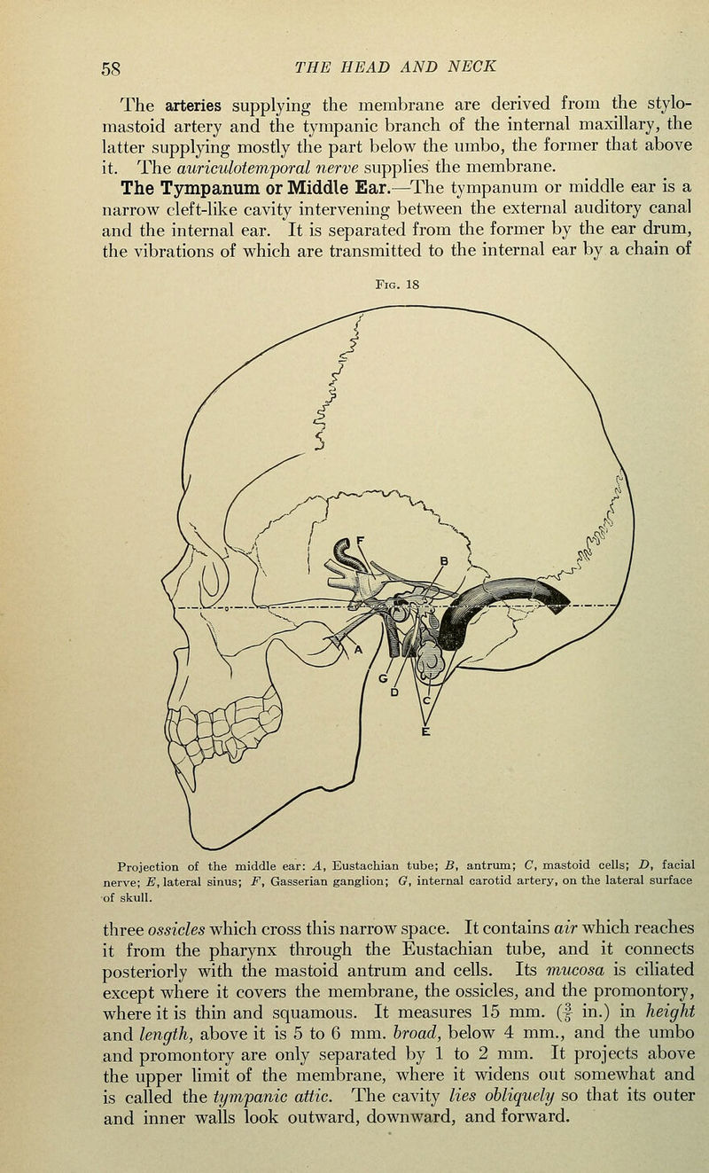 The arteries supplying the membrane are derived from the stylo- mastoid artery and the tympanic branch of the internal maxillary, the latter supplying mostly the part below the umbo, the former that above it. The auriculotemporal nerve supplies the membrane. The Tympanum or Middle Ear.—The tympanum or middle ear is a narrow cleft-like cavity intervening between the external auditory canal and the internal ear. It is separated from the former by the ear drum, the vibrations of which are transmitted to the internal ear by a chain of Fig. 18 Projection of the middle ear: A, Eustachian tube; B, antrum; C, mastoid cells; D, facial nerve; E, lateral sinus; F, Gasserian ganglion; G, internal carotid artery, on the lateral surface of skull. three ossicles which cross this narrow space. It contains air which reaches it from the pharynx through the Eustachian tube, and it connects posteriorly with the mastoid antrum and cells. Its mucosa is ciliated except where it covers the membrane, the ossicles, and the promontory, where it is thin and squamous. It measures 15 mm. (f in.) in height and length, above it is 5 to 6 mm. broad, below 4 mm., and the umbo and promontory are only separated by 1 to 2 mm. It projects above the upper limit of the membrane, where it widens out somewhat and is called the tympanic attic. The cavity lies obliquely so that its outer and inner walls look outward, downward, and forward.