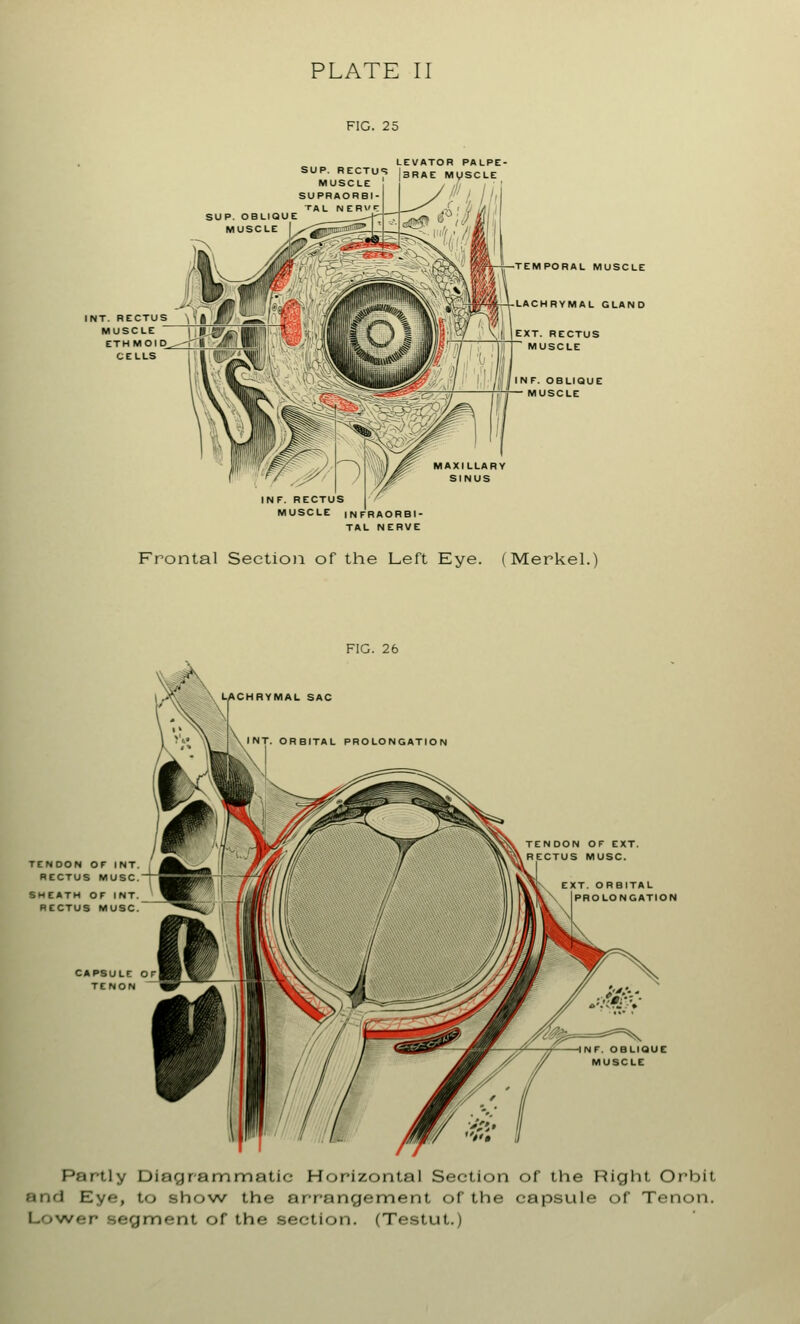 PLATE II FIG. 25 LEVATOR PALPE- SUP. RECTUS |3RAE MUSCLE MUSCLE INT. RECTUS \\l'M/ MUSCLE ETHMOID CELLS TEMPORAL MUSCLE LACHRYMAL GLAND EXT. RECTUS $^1 flT MUSCLE '.// ' Ml 1NF OBLIQU INF. RECTUS MUSCLE INFRAORBI TAL NERVE Frontal Section of the Left Eye. (Merkel.) TENDON OF INT RECTUS MUSC SHEATH OF INT RECTUS MUSC Partly Diagrammatic Horizontal Section of the Right Orbit and Eye, to show the arrangement of the capsule of Tenon. L'.wer segment of the section. (Testut.)