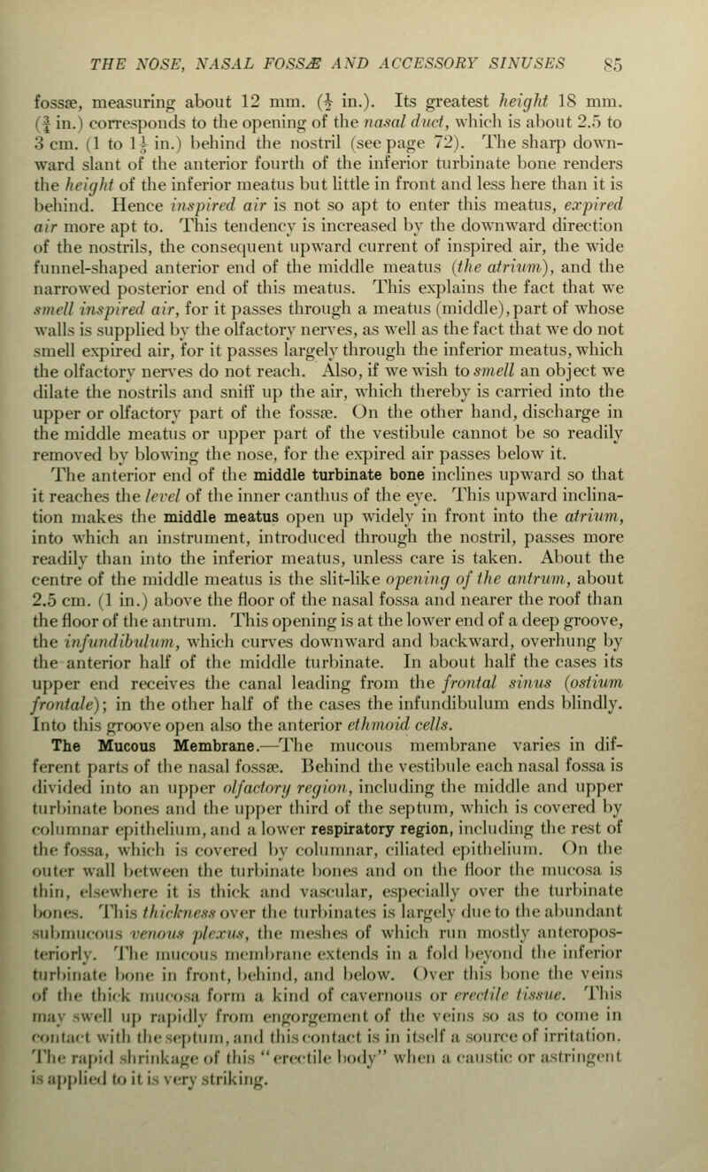 fossae, measuring about 12 mm. (h in.). Its greatest height 18 mm. (f in.) corresponds to the opening of the nasal duct, which is about 2.5 to 3 cm. (1 to li in.) behind the nostril (seepage 72). The sharp down- ward slant of the anterior fourth of the inferior turbinate bone renders the height of the inferior meatus but little in front and less here than it is behind. Hence inspired air is not so apt to enter this meatus, expired air more apt to. This tendency is increased by the downward direction of the nostrils, the consequent upward current of inspired air, the wide funnel-shaped anterior end of the middle meatus (the atrium), and the narrowed posterior end of this meatus. This explains the fact that we smell inspired air, for it passes through a meatus (middle),part of whose walls is supplied by the olfactory nerves, as well as the fact that we do not smell expired air, for it passes largely through the inferior meatus, which the olfactory nerves do not reach. Also, if we wish to smell an object we dilate the nostrils and sniff up the air, which thereby is carried into the upper or olfactory part of the fossae. On the other hand, discharge in the middle meatus or upper part of the vestibule cannot be so readily removed by blowing the nose, for the expired air passes below it. The anterior end of the middle turbinate bone inclines upward so that it reaches the level of the inner canthus of the eye. This upward inclina- tion makes the middle meatus open up widely in front into the atrium, into which an instrument, introduced through the nostril, passes more readily than into the inferior meatus, unless care is taken. About the centre of the middle meatus is the slit-like opening of the antrum, about 2.5 cm. (1 in.) above the floor of the nasal fossa and nearer the roof than the floor of the antrum. This opening is at the lower end of a deep groove, the infundibulum, which curves downward and backward, overhung by the anterior half of the middle turbinate. In about half the cases its upper end receives the canal leading from the frontal sinus (ostium frontale); in the other half of the cases the infundibulum ends blindly. Into this groove open also the anterior ethmoid cells. The Mucous Membrane.—The mucous membrane varies in dif- ferent parts of the nasal fossae. Behind the vestibule each nasal fossa is divided into an upper olfactory region, including the middle and upper turbinate bones and the upper third of the septum, which is covered by columnar epithelium, and a lower respiratory region, including the rest of the fossa, which is covered by columnar, ciliated epithelium. On the outer wall between the turbinate bones and on the floor the mucosa is thin, elsewhere it is thick and vascular, especially over the turbinate bones. This thickness over the turbinates is largely due to the abundant submucous venous plexus, the meshes of which run mostly anteropos- teriorly. The mucous membrane extends in a fold beyond the inferior turbinate bone in front, behind, and below. Over tins bone the veins of the thick mucosa form ;i kind of cavernous or erectile /issue. This ■veil up rapidly from engorgement of the veins so as to conn; in contact with the septum, and this contact is in itself a source of irritation. The rapid shrinkage of this erectile body when ;i caustic or astringent i applied to it i- very striking.