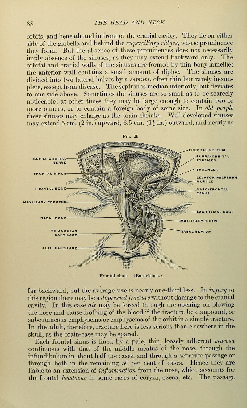 orbits, and beneath and in front of the cranial cavity. They lie on either side of the glabella and behind the superciliary ridges, whose prominence they form. But the absence of these prominences does not necessarily imply absence of the sinuses, as they may extend backward only. The orbital and cranial walls of the sinuses are formed by thin bony lamellae; the anterior wall contains a small amount of diploe. The sinuses are divided into two lateral halves by a septum, often thin but rarely incom- plete, except from disease. The septum is median inf eriorly, but deviates to one side above. Sometimes the sinuses are so small as to be scarcely noticeable; at other times they may be large enough to contain two or more ounces, or to contain a foreign body of some size. In old people these sinuses may enlarge as the brain shrinks. Well-developed sinuses may extend 5 cm. (2 in.) upward, 3.5 cm. (1J in.) outward, and nearly as Fig. 29 SUPRA-ORBITAL/ NERVE FRONTAL SINUS FRONTAL BONE MAXILLARY PROCESS NASAL BONE TRIANGULAR CARTILAGE ALAR CARTILAGE FRONTAL SEPTUM SUPRA-ORBITAL FORAMEN TROCHLEA LEVATOR PALPEBRJE MUSCLE NASO-FRONTAL CANAL LACHRYMAL DUCT MAXILLARY SINUS NASAL SEPTUM Frontal sinus. (Bardeleben.) far backward, but the average size is nearly one-third less. In injury to this region there may be a depressed fracture without damage to the cranial cavity. In this case air may be forced through the opening on blowing the nose and cause frothing of the blood if the fracture be compound, or subcutaneous emphysema or emphysema of the orbit in a simple fracture. In the adult, therefore, fracture here is less serious than elsewhere in the skull, as the brain-case may be spared. Each frontal sinus is lined by a pale, thin, loosely adherent mucosa continuous with that of the middle meatus of the nose, through the infundibulum in about half the cases, and through a separate passage or through both in the remaining 50 per cent of cases. Hence they are liable to an extension of inflammation from the nose, which accounts for the frontal headache in some cases of coryza, ozena, etc. The passage