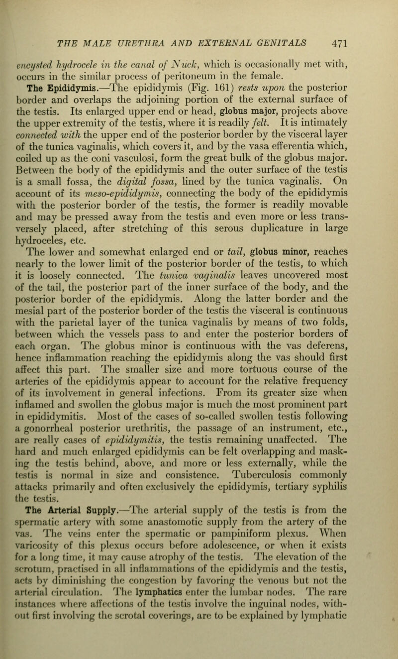 encysted hydrocele in the canal of Xuck, which is occasionally met with, occurs in the similar process of peritoneum in the female. The Epididymis.—The epididymis (Fig. 161) rests upon the posterior border and overlaps the adjoining portion of the external surface of the testis. Its enlarged upper end or head, globus major, projects above the upper extremity of the testis, where it is readily felt. It is intimately connected with the upper end of the posterior border by the visceral layer of the tunica vaginalis, which covers it, and by the vasa efferentia which, coiled up as the coni vasculosi, form the great bulk of the globus major. Between the body of the epididymis and the outer surface of the testis is a small fossa, the digital fossa, lined by the tunica vaginalis. On account of its meso-epididymis, connecting the body of the epididymis with the posterior border of the testis, the former is readily movable and may be pressed away from the testis and even more or less trans- versely placed, after stretching of this serous duplicature in large hydroceles, etc. The lower and somewhat enlarged end or tail, globus minor, reaches nearly to the lower limit of the posterior border of the testis, to which it is loosely connected. The tunica vaginalis leaves uncovered most of the tail, the posterior part of the inner surface of the body, and the posterior border of the epididymis. Along the latter border and the mesial part of the posterior border of the testis the visceral is continuous with the parietal layer of the tunica vaginalis by means of two folds, between which the vessels pass to and enter the posterior borders of each organ. The globus minor is continuous with the vas deferens, hence inflammation reaching the epididymis along the vas should first affect this part. The smaller size and more tortuous course of the arteries of the epididymis appear to account for the relative frequency of its involvement in general infections. From its greater size when inflamed and swollen the globus major is much the most prominent part in epididymitis. Most of the cases of so-called swollen testis following a gonorrheal posterior urethritis, the passage of an instrument, etc., are really cases of epididymitis, the testis remaining unaffected. The hard and much enlarged epididymis can be felt overlapping and mask- ing the testis behind, above, and more or less externally, while the testis is normal in size and consistence. Tuberculosis commonly ;if tacks primarily and often exclusively the epididymis, tertiary syphilis tli<- testis. The Arterial Supply.—The arterial supply of the testis is from the |>< rrnatic artery with some anastomotic supply from the artery of the The veins enter the spermatic or pampiniform plexus. When varicosity of this plexus occurs before adolescence, or when it exists for a long lime, it may cau < atrophy of the testis. The elevation of the .linn, practised in nil inflammations of the epididymis and the testis, by diminishing the congestion by favoring the venous but not the arterial circulation. Tin- lymphatics enter the Lumbar nodes. Tin; rare instances where affections of tin- testis involve; tin; inguinal nodes, with- out, first involving the scrotal coverings, are to be explained by lymphatic