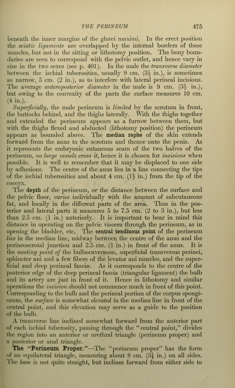 beneath the inner margins of the glutei maximi. In the erect position the sciatic ligaments are overlapped by the internal borders of these muscles, but not in the sitting or lithotomy position. The bony boun- daries are seen to correspond with the pelvic outlet, and hence vary in size in the two sexes (see p. 401). In the male the transverse diameter between the ischial tuberosities, usually 9 cm. (3^ in.), is sometimes so narrow, 5 cm. (2 in.), as to interfere with lateral perineal incisions. The average anteroposterior diameter in the male is 9 cm. (3^ in.), but owing to the convexity of the parts the surface measures 10 cm. (4 in.). Superficially, the male perineum is limited by the scrotum in front, the buttocks behind, and the thighs laterally. With the thighs together and extended the perineum appears as a furrow between them, but with the thighs flexed and abducted (lithotomy position) the perineum appears as bounded above. The median raphe of the skin extends forward from the anus to the scrotum and thence onto the penis. As it represents the embryonic cutaneous seam of the two halves of the perineum, no large vessels cross it, hence it is chosen for incisions when possible. It is well to remember that it may be displaced to one side by adhesions. The centre of the anus lies in a line connecting the tips of the ischial tuberosities and about 4 cm. (1^ in.) from the tip of the coccyx. The depth of the perineum, or the distance between the surface and the pelvic floor, varies individually with the amount of subcutaneous fat, and locally in the different parts of the area. Thus in the pos- terior and lateral parts it measures 5 to 7.5 cm. (2 to 3 in.), but less than 2.5 cm. (1 in.) anteriorly. It is important to bear in mind this distance in operating on the pelvic viscera through the perineum, as in opening the bladder, etc. The central tendinous point of the perineum lies in the median line, midway between the centre of the anus and the perineoscrotal junction and 2.5 cm. (1 in.) in front of the anus. It is the meeting point of the bulbocavernous, superficial transversus perinei, sphincter ani and a few fibers of the levator ani muscles, and the super- ficial and deep perineal fasciae. As it corresponds to the centre of the posterior edge of the deep perineal fascia (triangular ligament) the bulb and its artery are just in front of it. Hence in lithotomy and similar operations the incision should not commence much in front of this point. ( orresponding to the bulb and the perineal portion of the corpus spongi- osum, the surface is somewhat elevated in the median line in front of the centra] point, and this elevation may serve as a guide to the position of the bulb. At: i line inclined somewhat forward from the anterior pari of each ischial tuberosity, passing through the central point, divides tin- region into an anterior or urethral triangle (perineum proper) and ;i posterior or anal triangle. The Perineum Proper. The perineum proper has the form of .hi equilateral triangle, measuring about 8 cm. (-U in.) on all sides. The base i nol <|uii<- Straight, but inclines forward from either side to