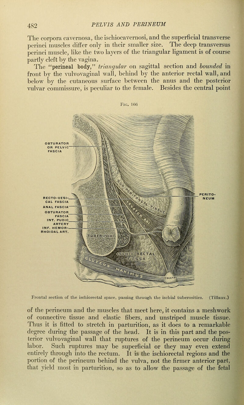 The corpora cavernosa, the ischiocavernosi, and the superficial transverse perinei muscles differ only in their smaller size. The deep transversus perinei muscle, like the two layers of the triangular ligament is of course partly cleft by the vagina. The perineal body, triangular on sagittal section and bounded in front by the vulvovaginal wall, behind by the anterior rectal wall, and below by the cutaneous surface between the anus and the posterior vulvar commissure, is peculiar to the female. Besides the central point Fig. 166 OBTURATOR OR PELVIC FASCIA RECTOVESI- CAL FASCIA ANAL FASCIA OBTURATOR FASCIA INT. PUDIC ARTERY INF. HEMOR- RHOIDAL ART PERITO- NEUM Frontal section of the ischiorectal space, passing through the ischial tuberosities. (Tillaux.) of the perineum and the muscles that meet here, it contains a meshwork of connective tissue and elastic fibers, and unstriped muscle tissue. Thus it is fitted to stretch in parturition, as it does to a remarkable degree during the passage of the head. It is in this part and the pos- terior vulvovaginal wall that ruptures of the perineum occur during labor. Such ruptures may be superficial or they may even extend entirely through into the rectum. It is the ischiorectal regions and the portion of the perineum behind the vulva, not the firmer anterior part, that yield most in parturition, so as to allow the passage of the fetal