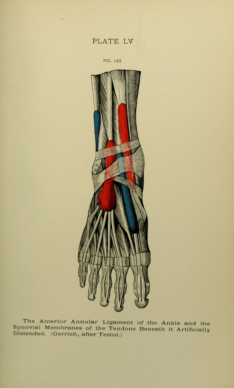 FIG. 182 The Anterior Annular Ligament of the Ankle and the Synovial Membranes of the Tendons Beneath it Artificially Distended. (Gerrish, after Testut.)