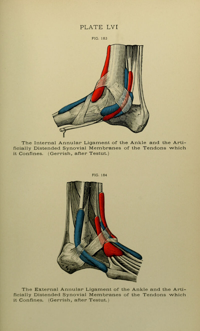 FIG. 183 The Internal Annular Ligament of the Ankle and the Arti- ficially Distended Synovial Membranes of the Tendons which it Confines. (Gerrish, after Testut.) FIG. 184 The External Annular Ligament of the Ankle and the Arti- ficially Distended Synovial Membranes of the Tendons which it Confines. (Gerrish, alter- Testut.;